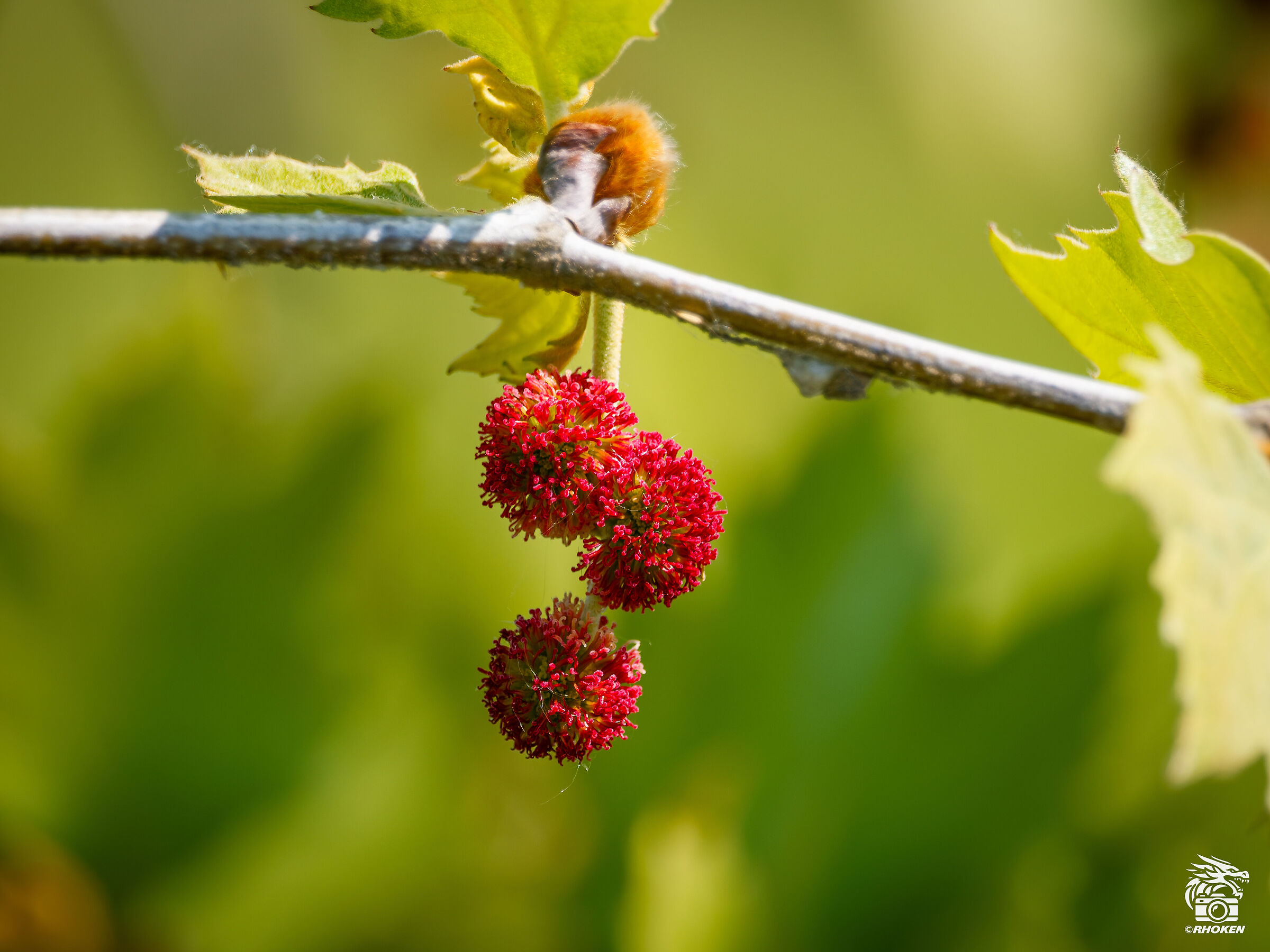 Oriental plane tree flower