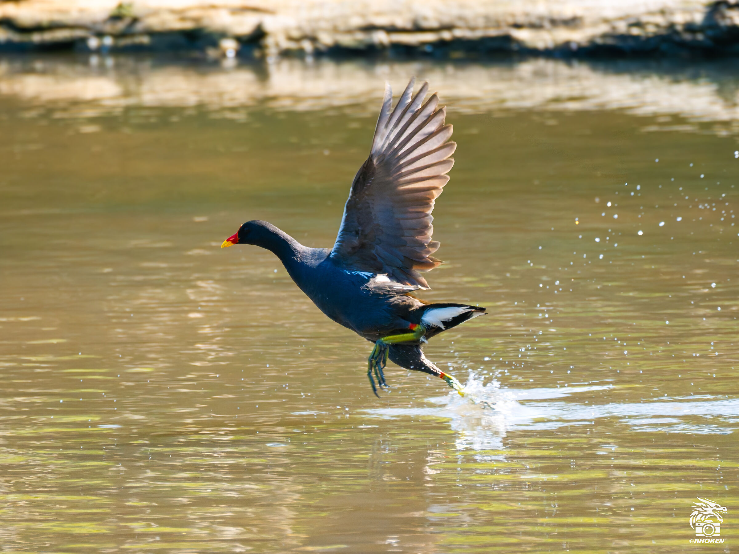 Gallinella d'acqua in fuga Pt. 1