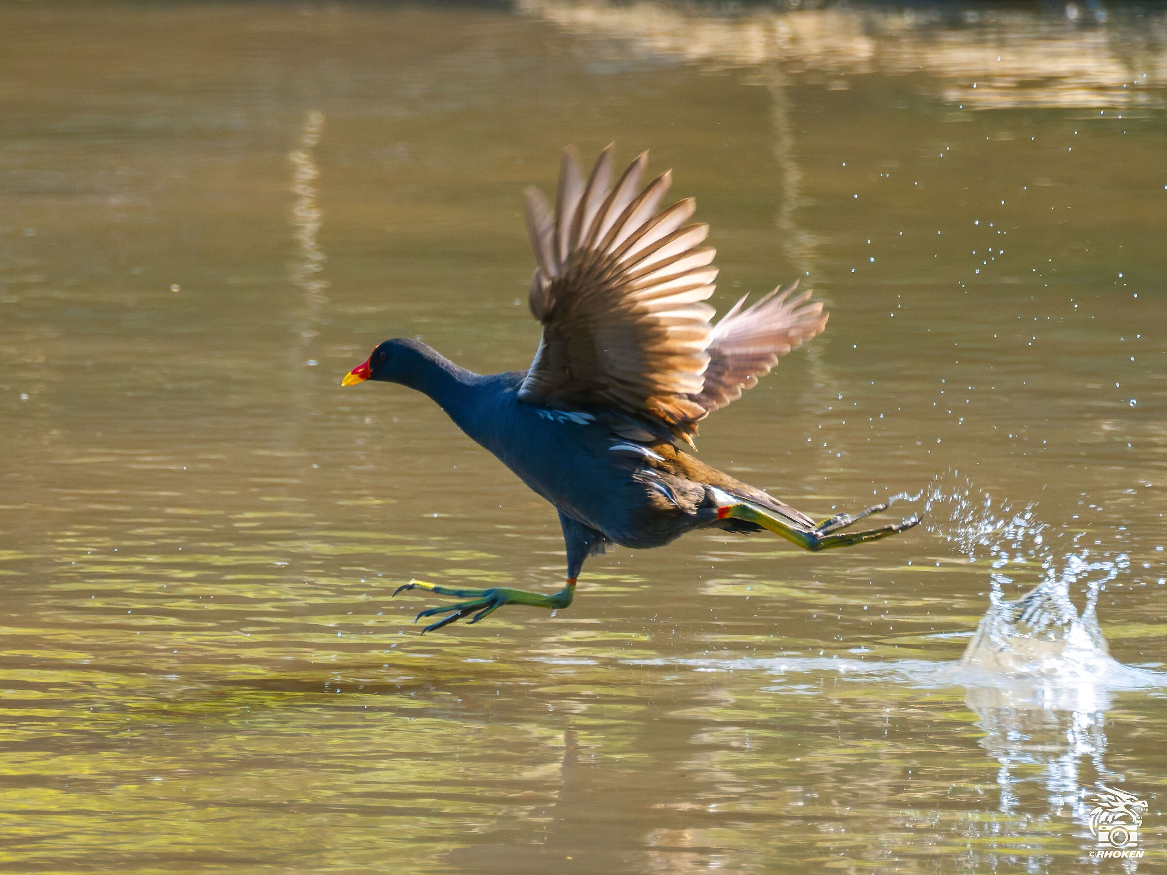 Moorhen on the run Pt. 2