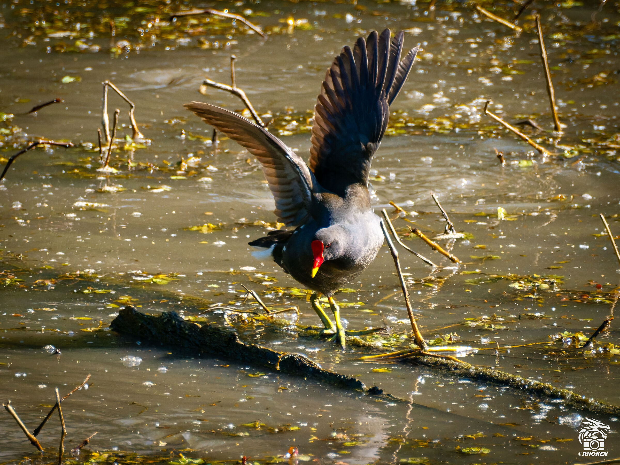 Una gallinella d'acqua danzante