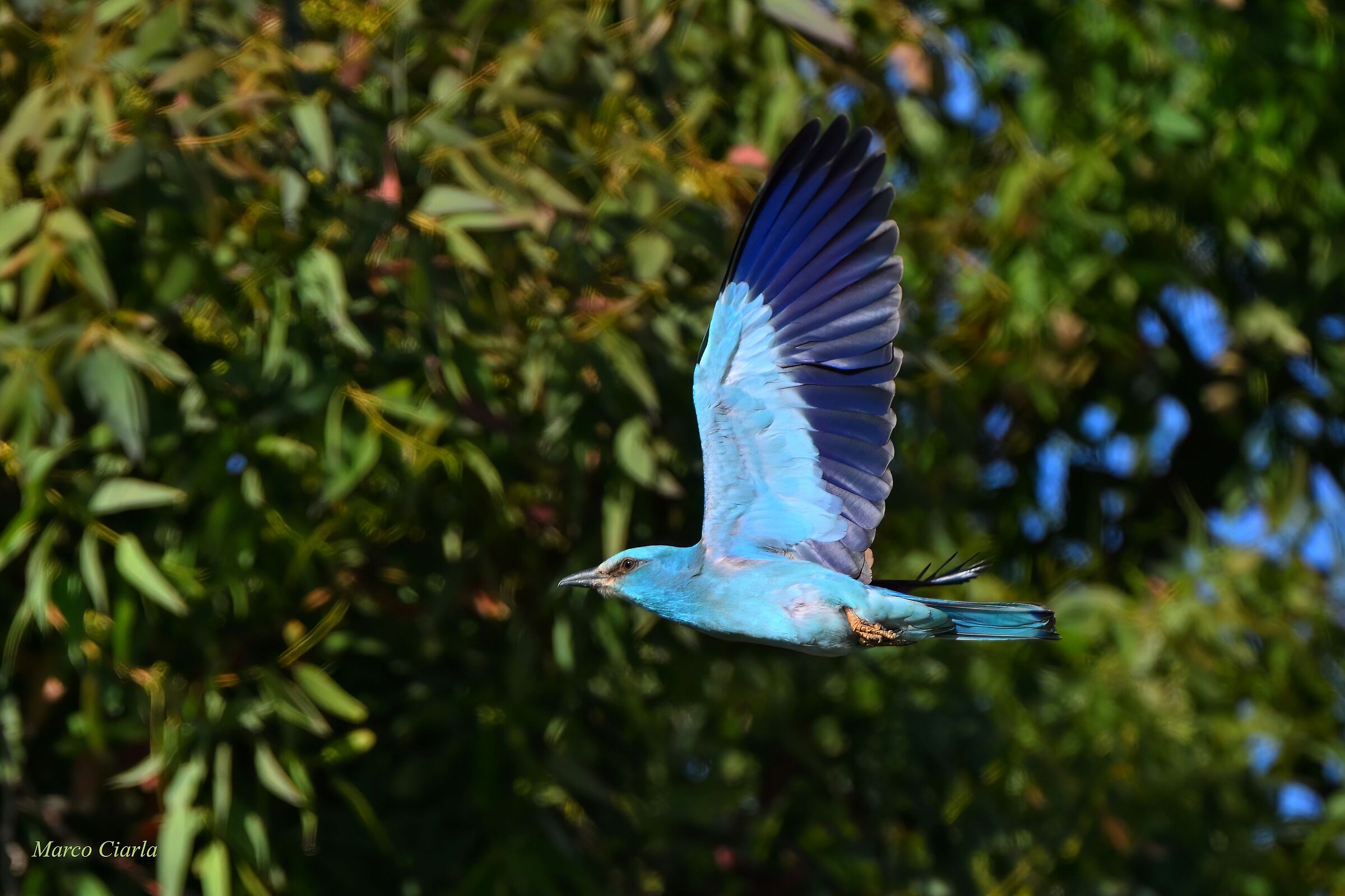 Ghiandaia marina (Coracias garrulus) 2025