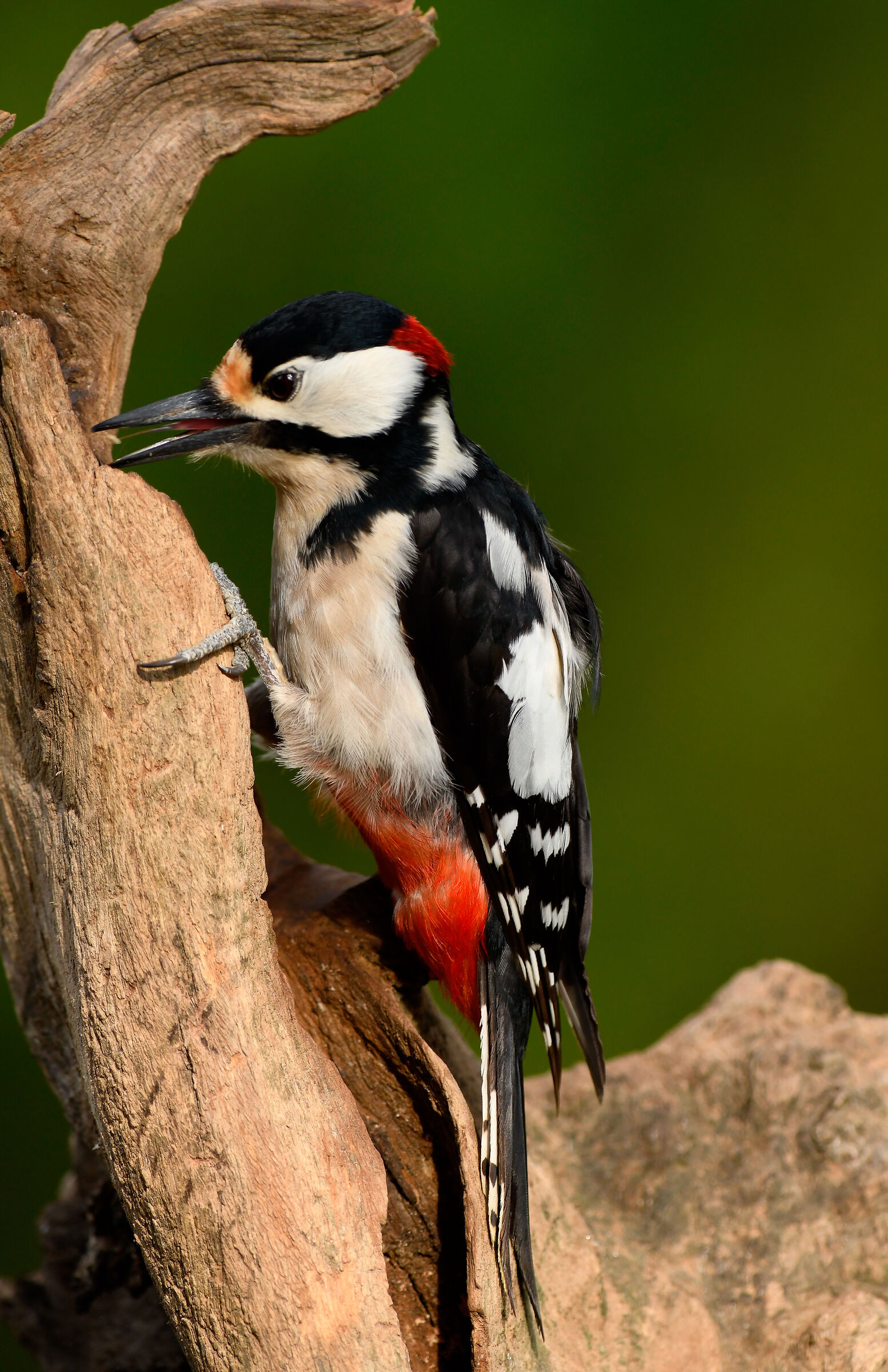 Great Spotted Woodpecker
