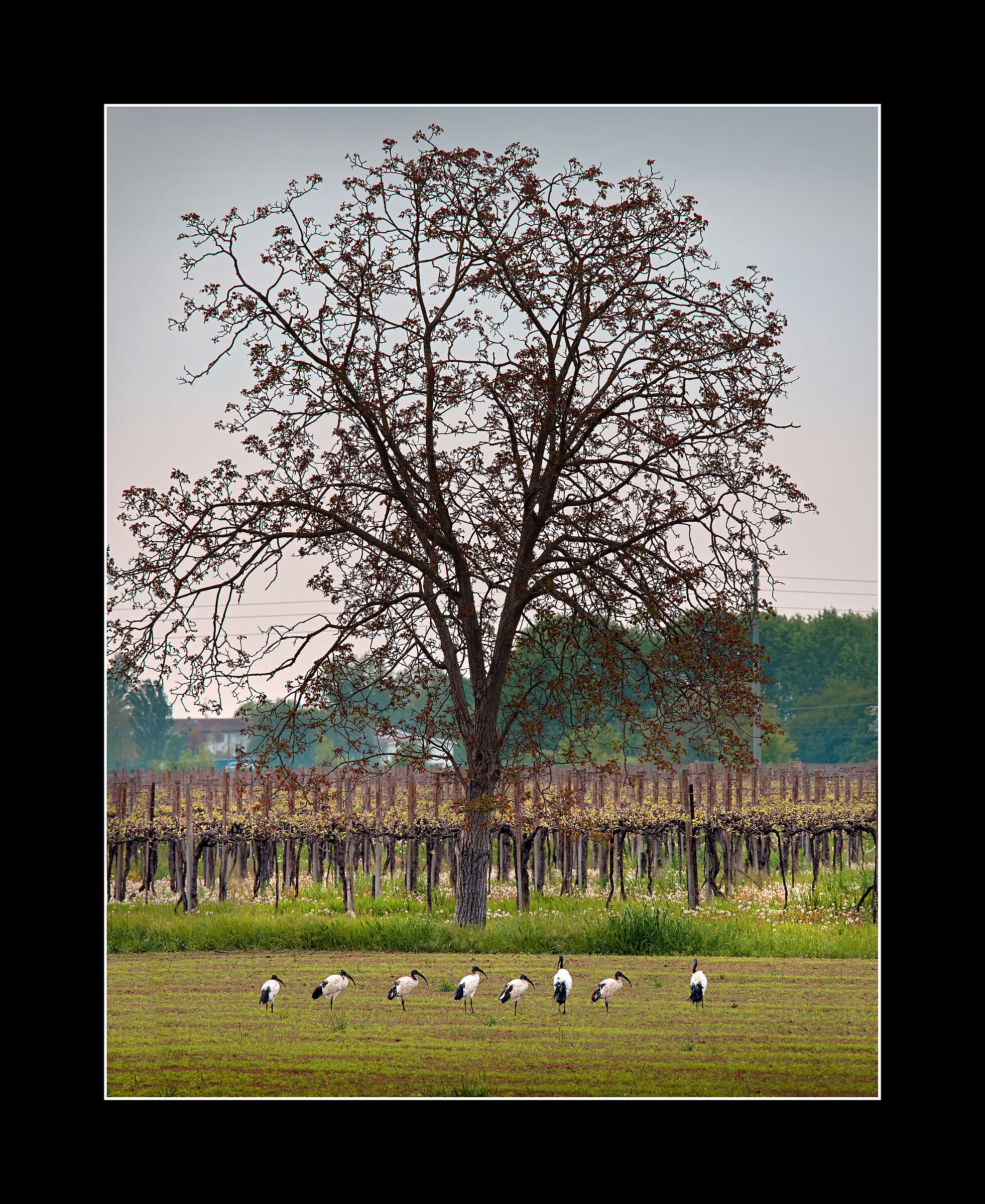 Free-range
