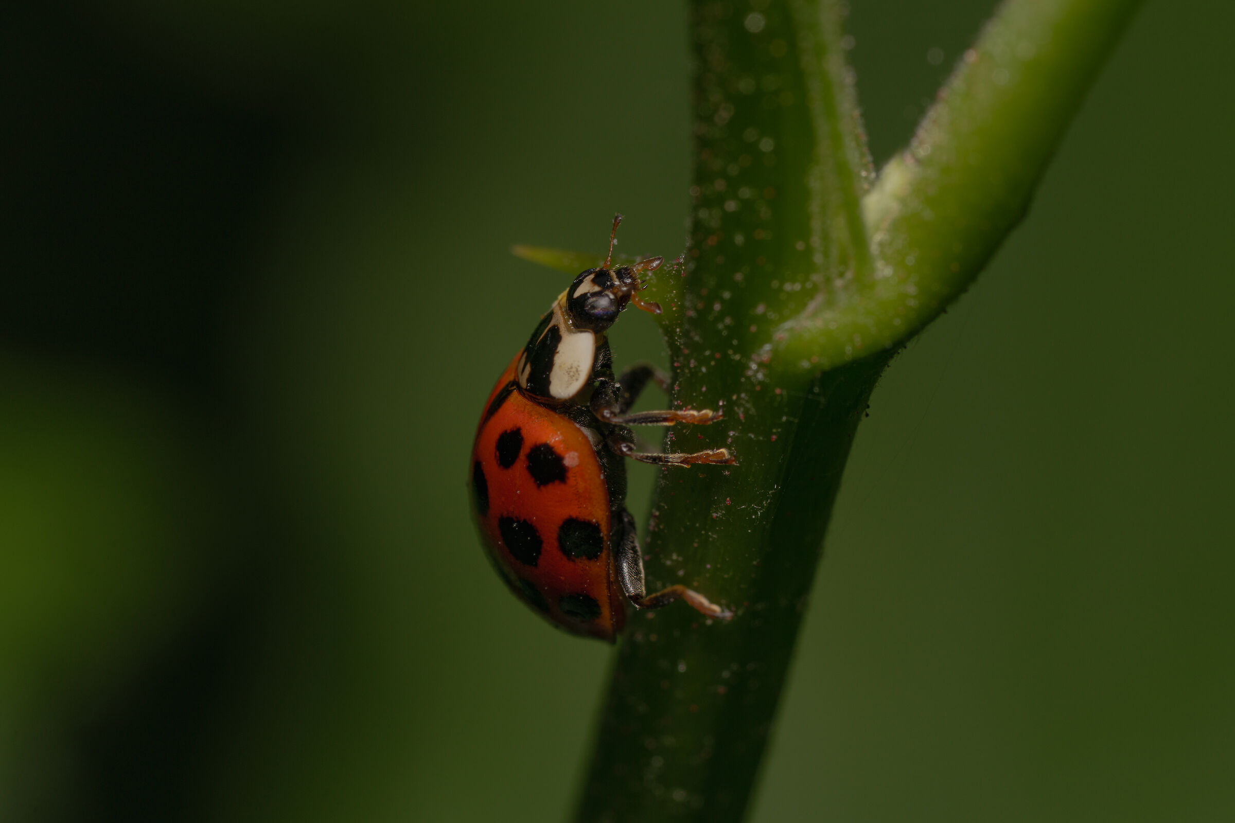 ladybug