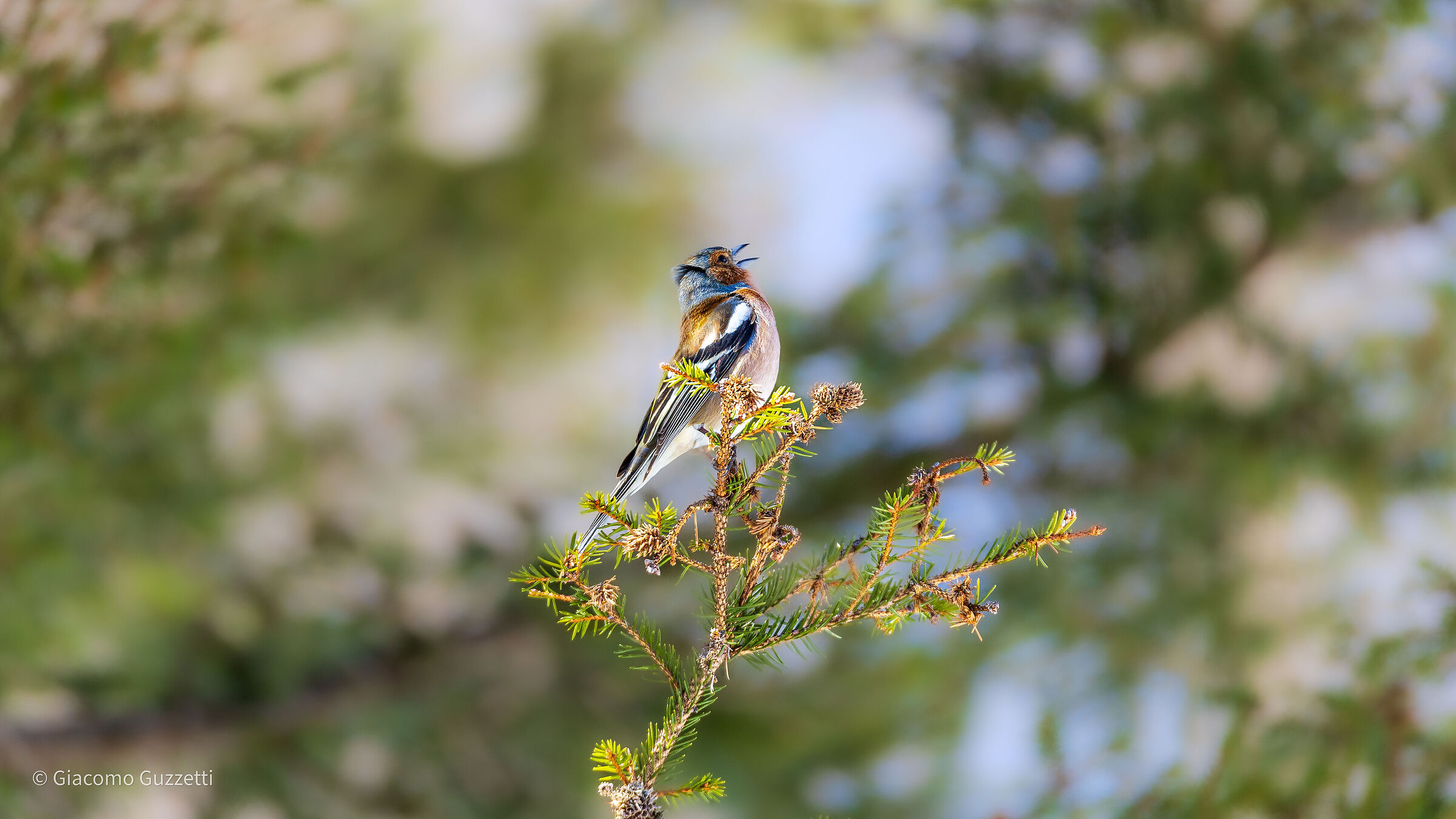 The song of the chaffinch