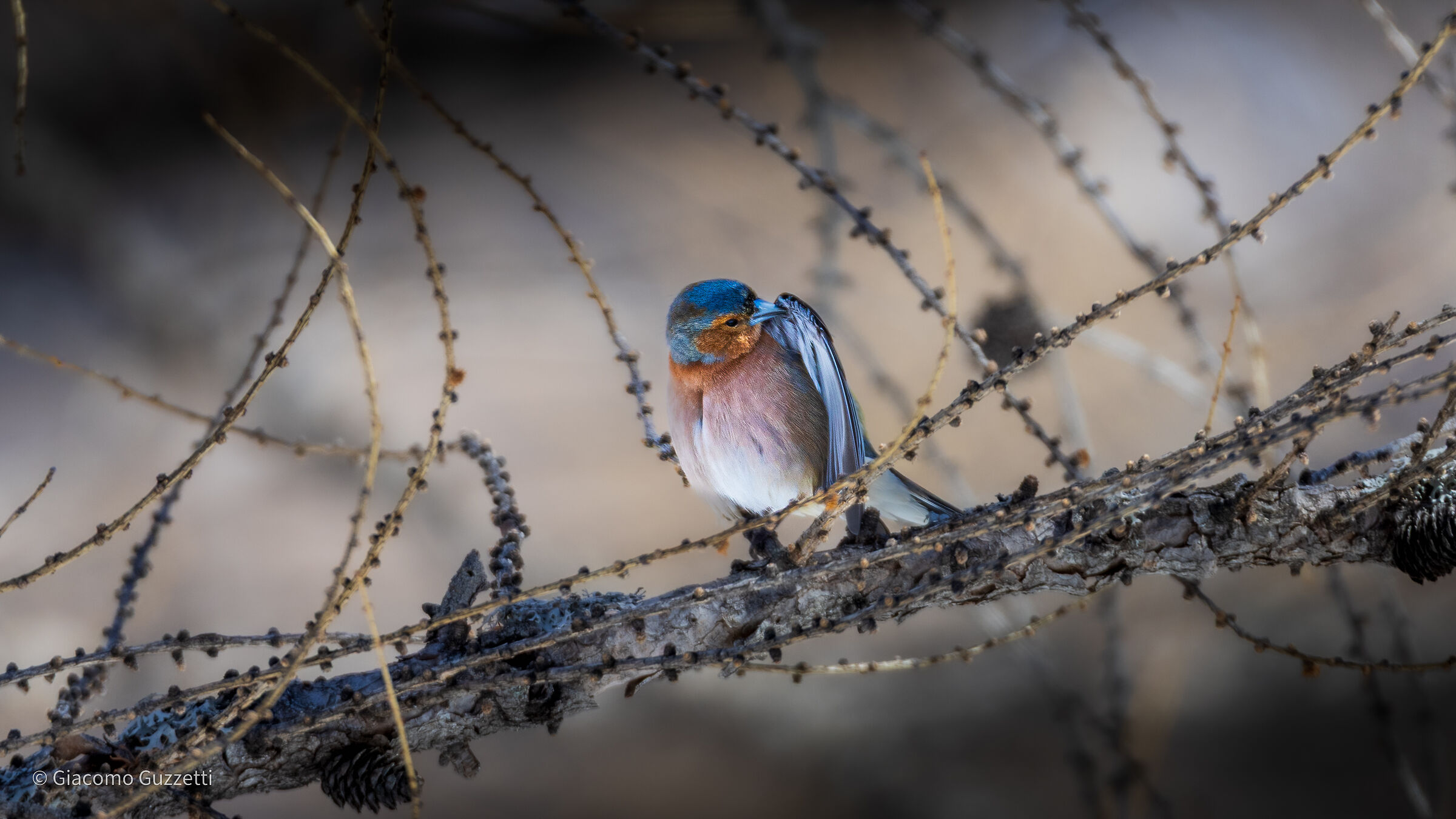 Cleaning - Finch