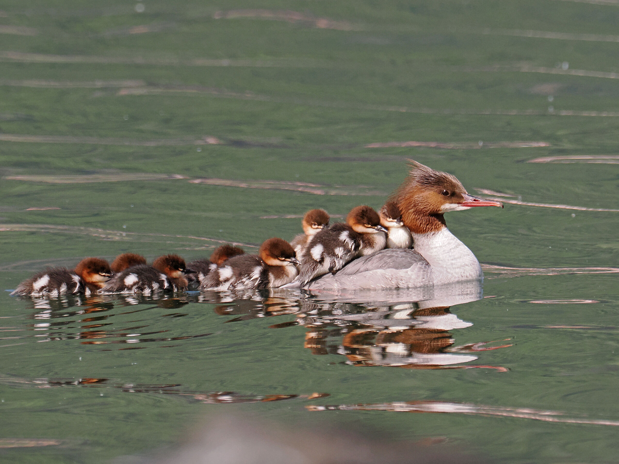 Exceptional transport