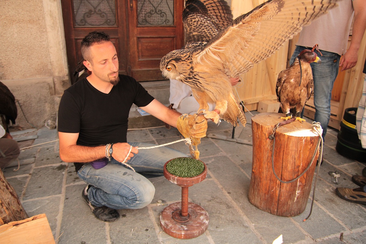 Gufo Reale con falconiere :manifestazione falconeria