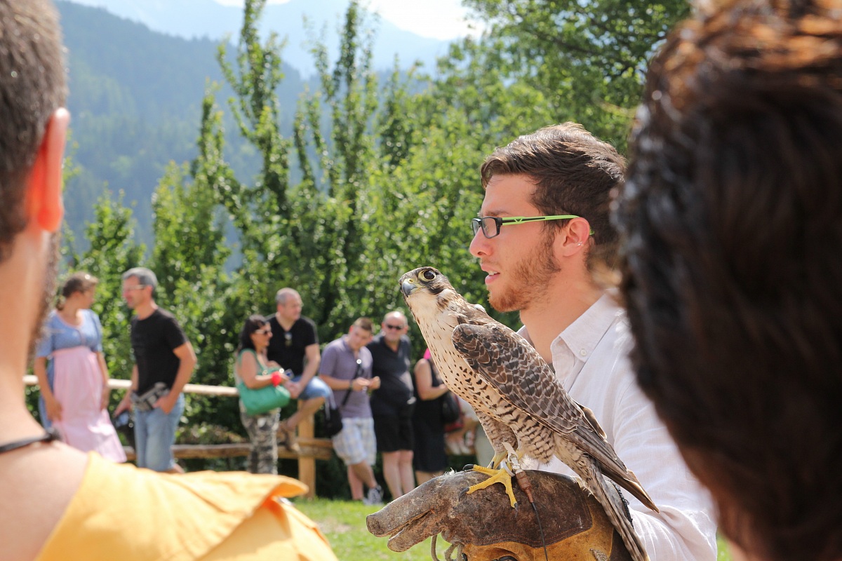 Falco con falconiere: manifestazione falconeria
