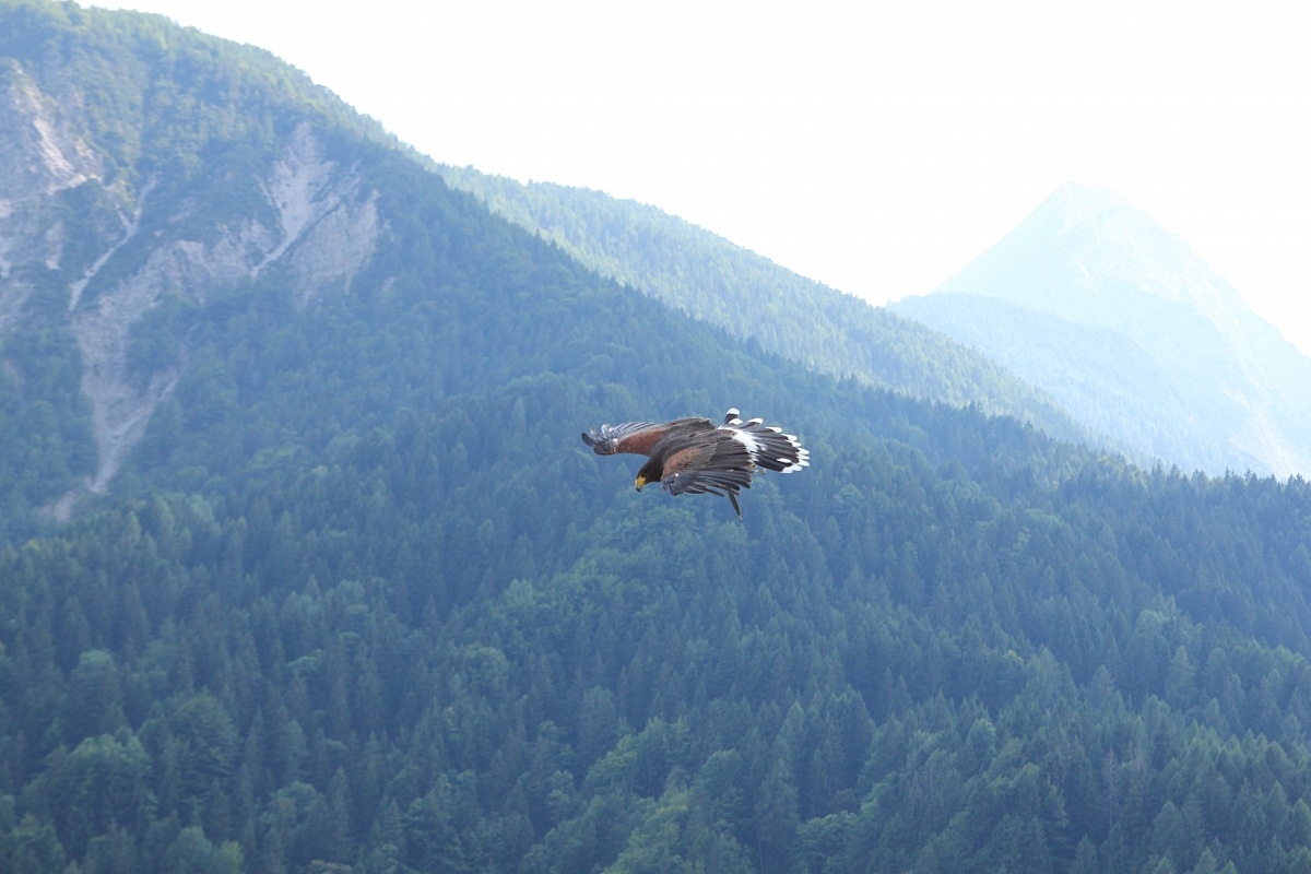 Poiana americana evoluzioni: manifestazione falconeria