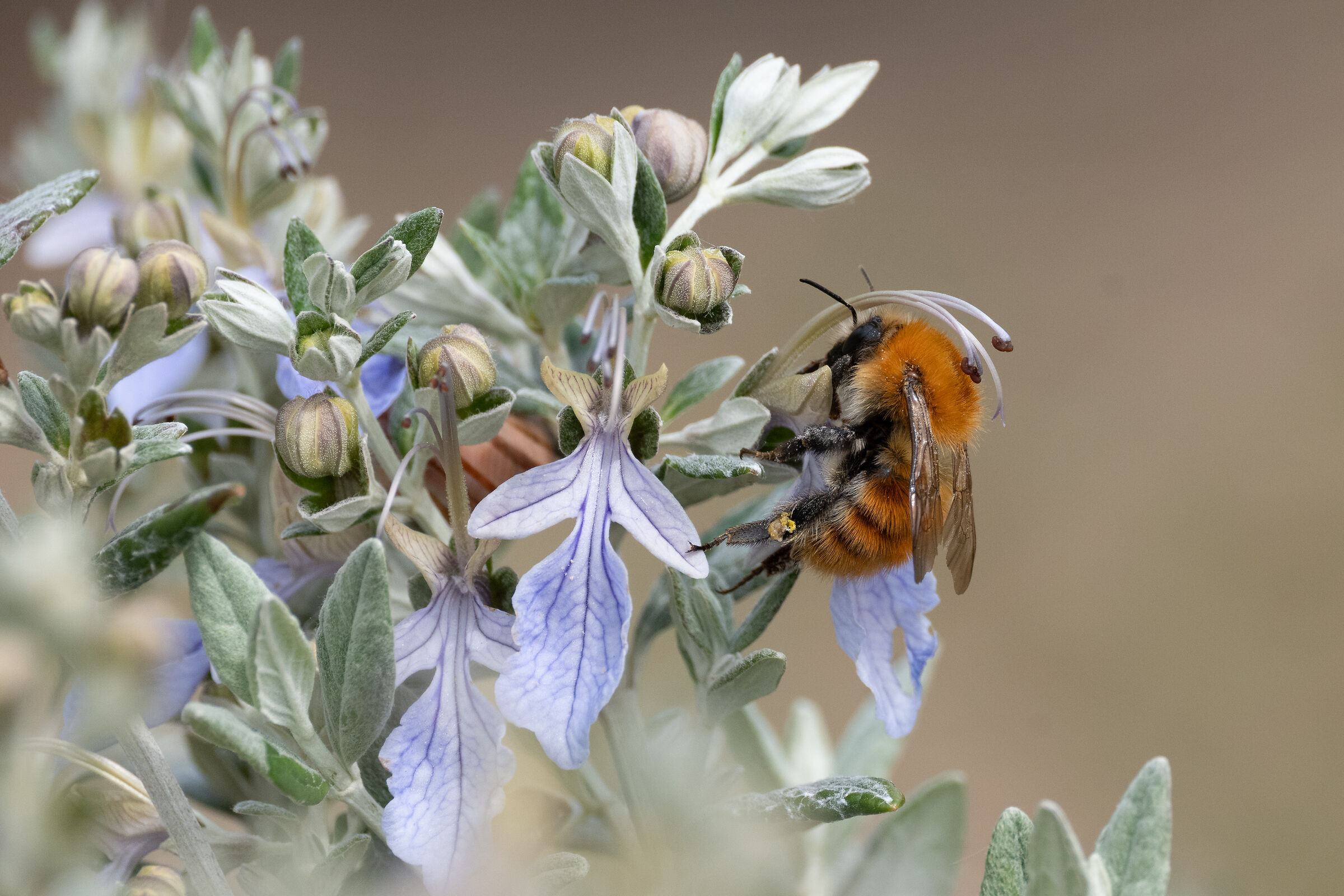 Bumblebee 2