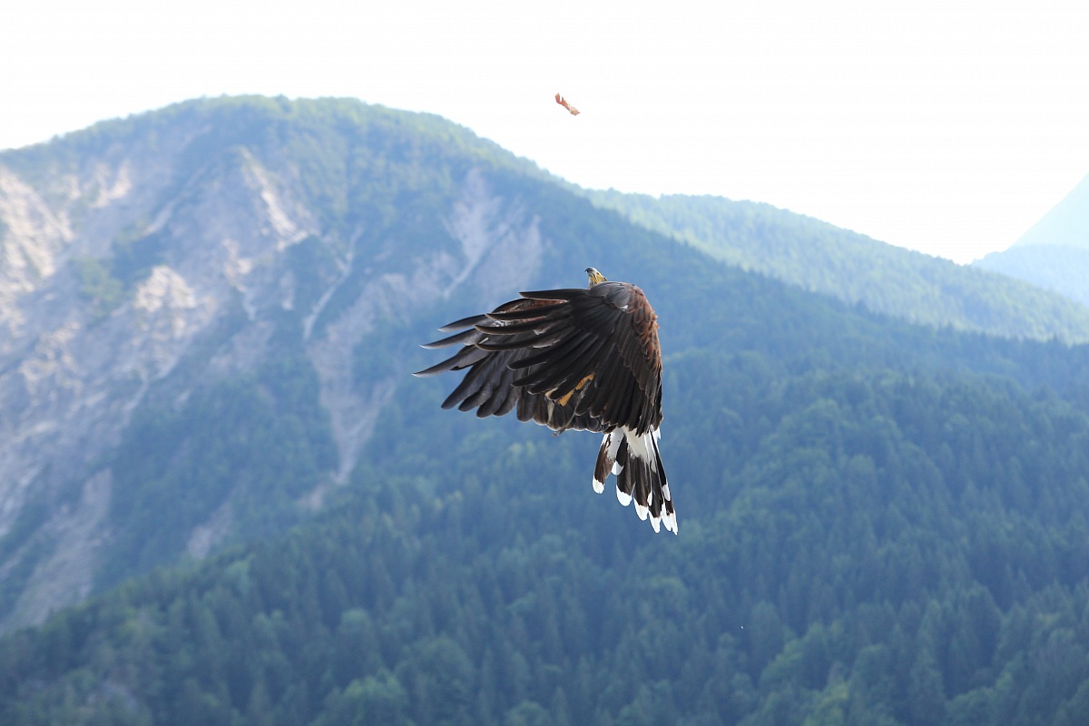 Poiana con cibo lanciato in aria: manifestazione falcon