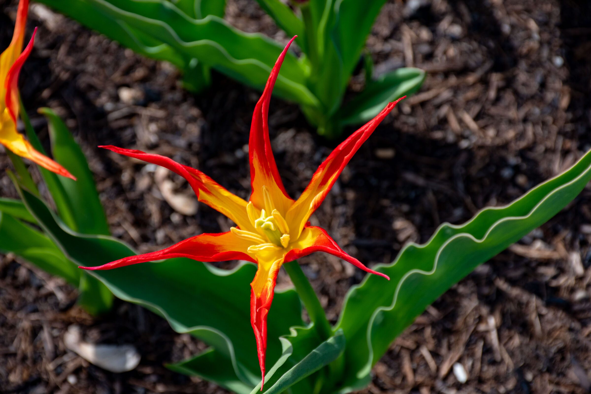 Tulip
