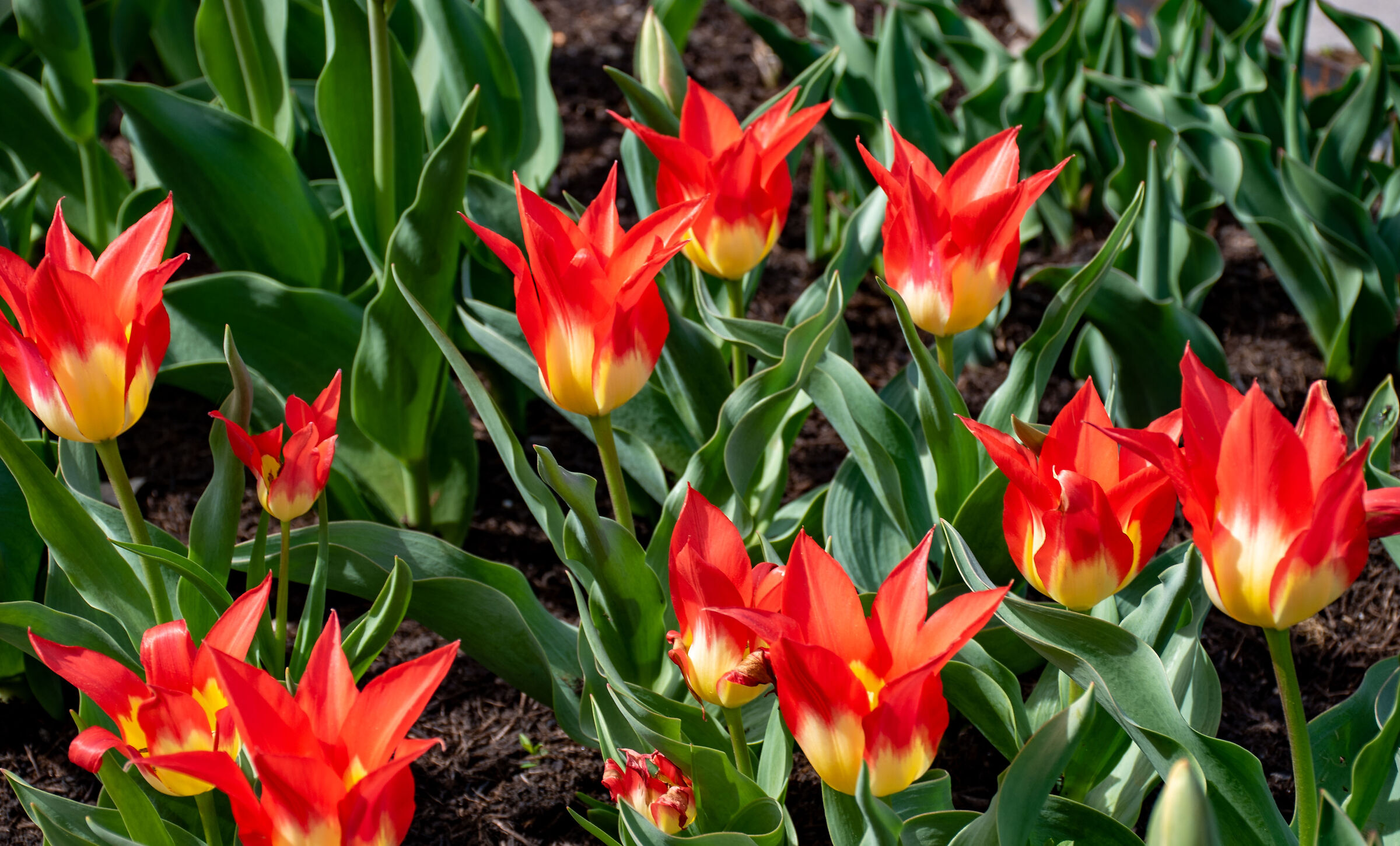 Tulip