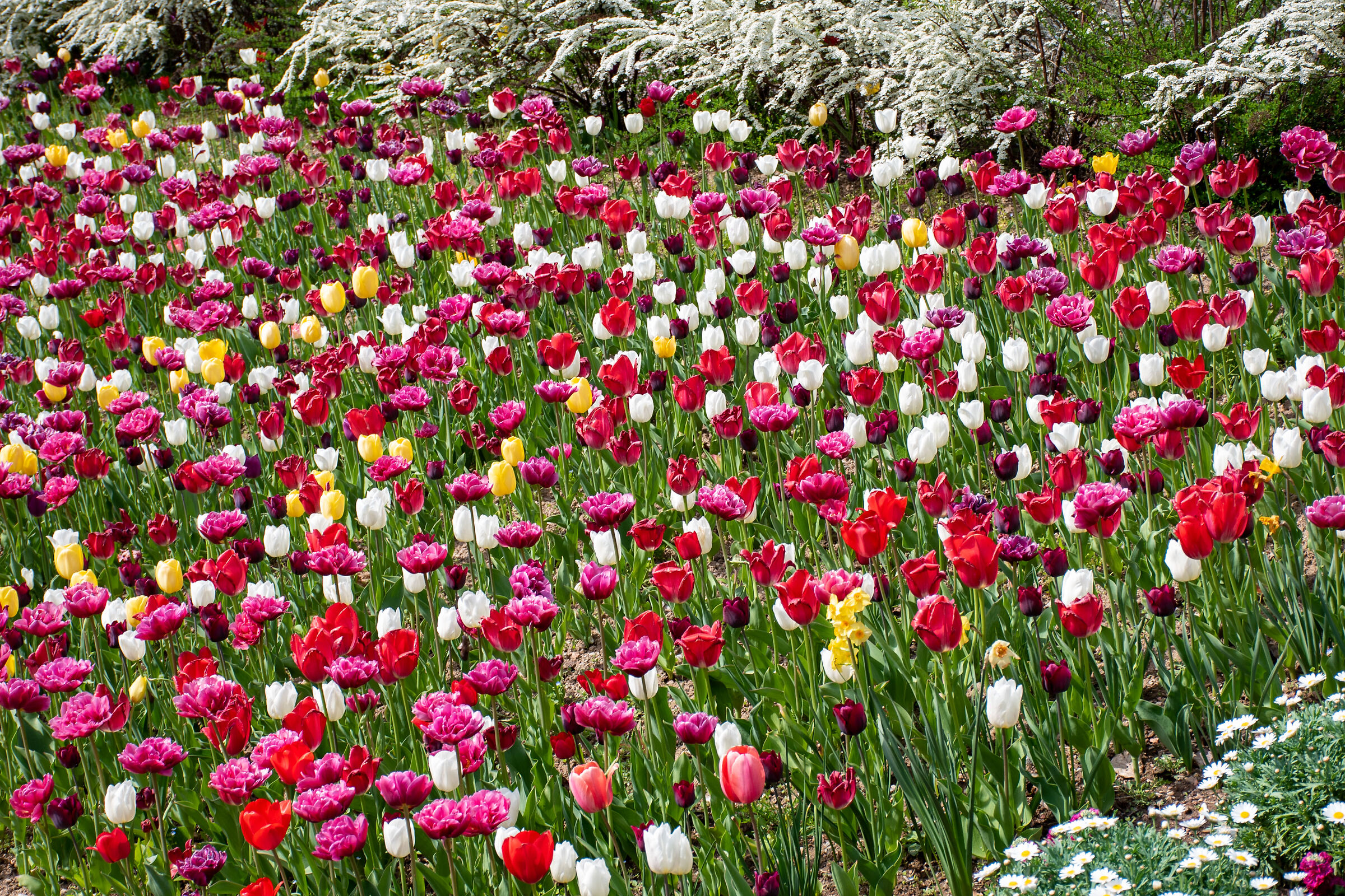 Tulip
