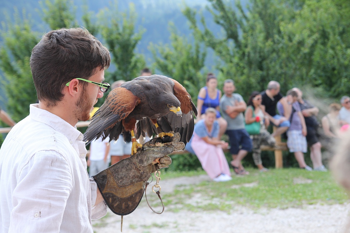 Poiana americana con falconiere: manifestazione falcone