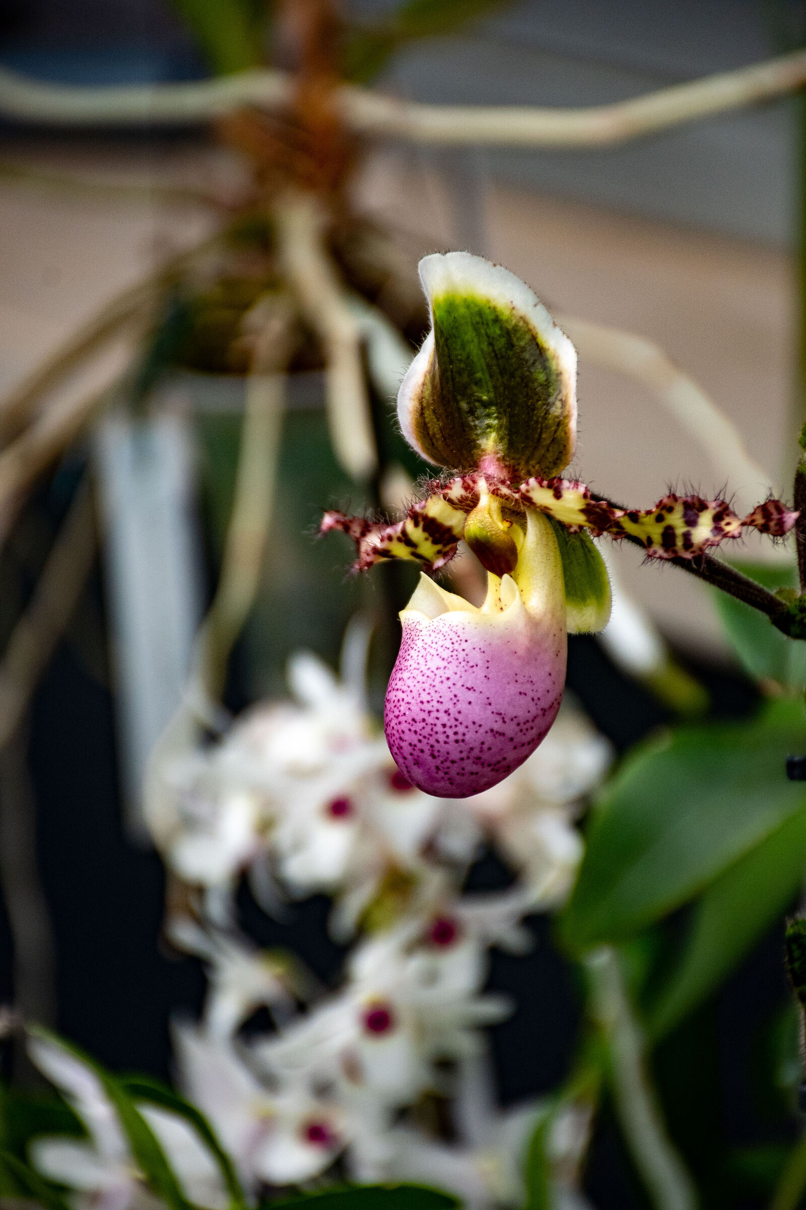 Orchids