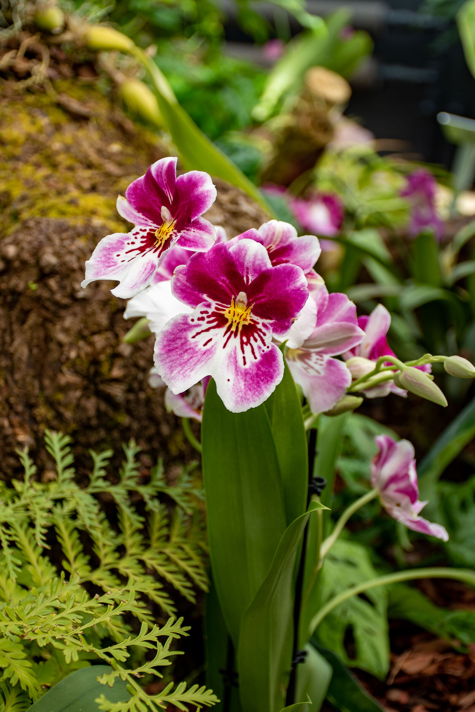 Orchids