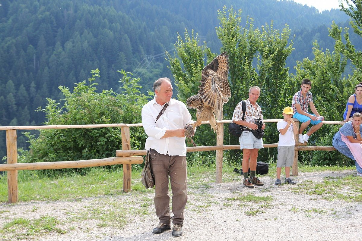 Gufo Reale con falconiere: manifestazione falconeria
