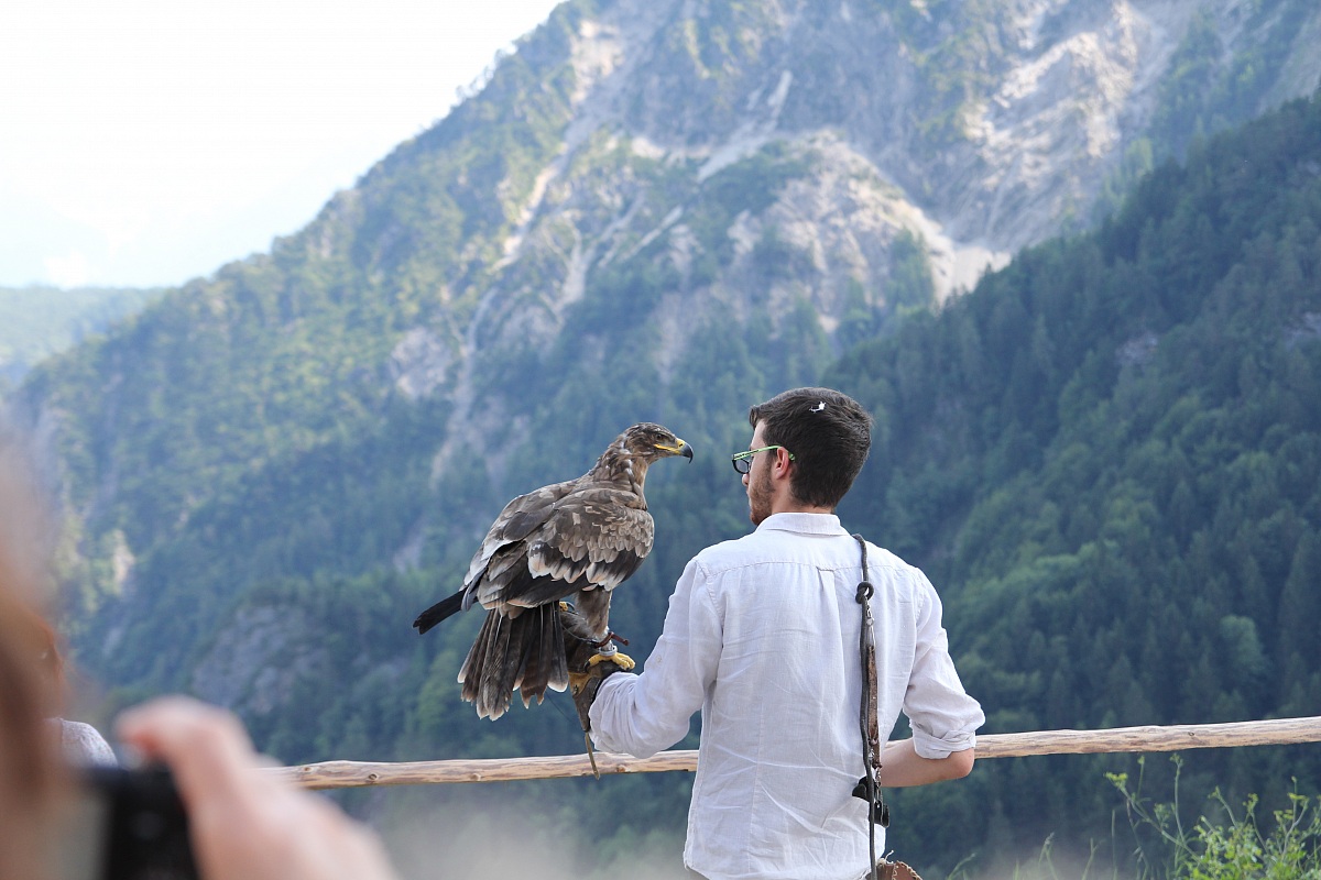 Aquila delle steppe: manifestazione falconeria