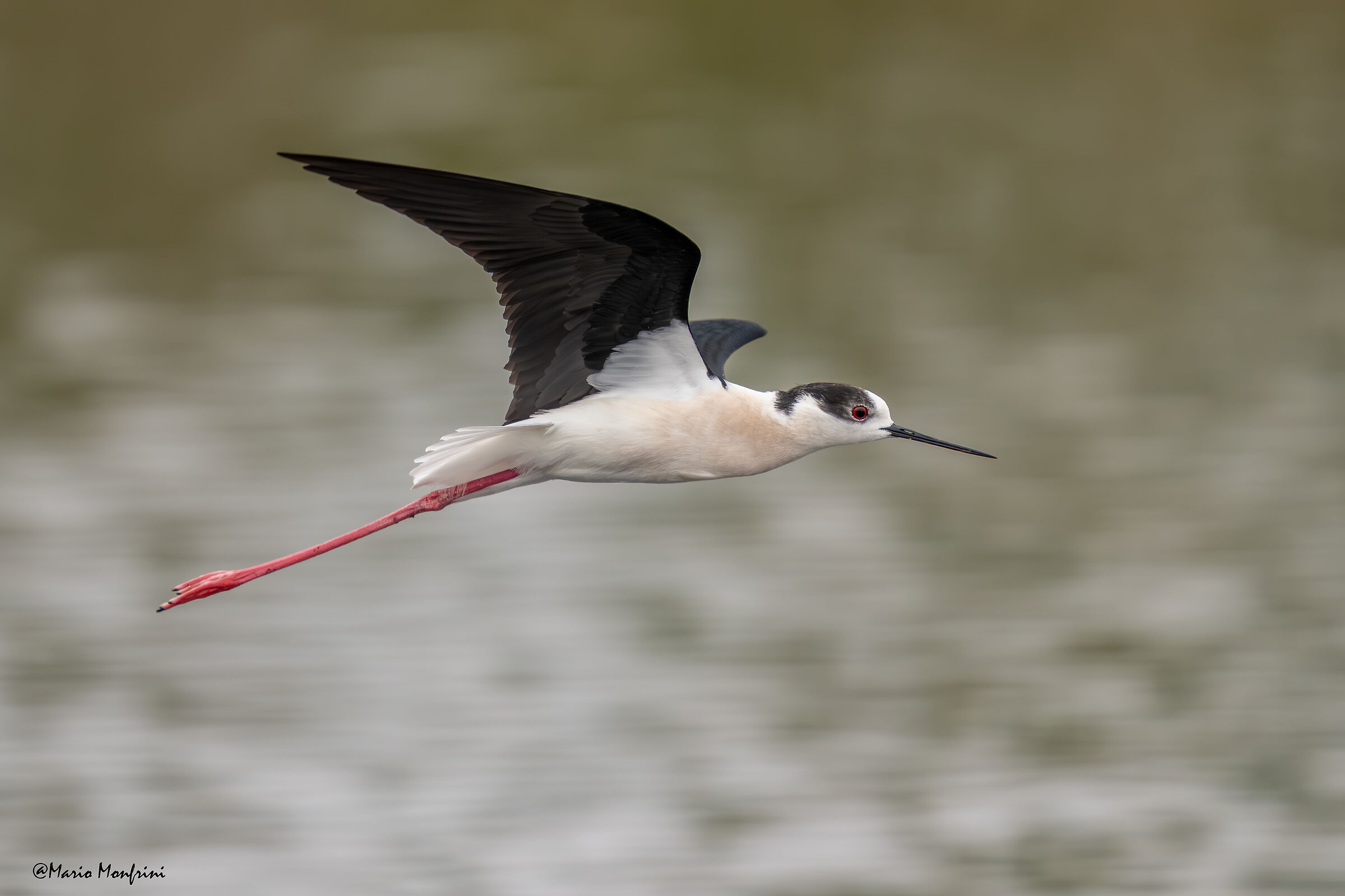 L'eleganza del cavaliere