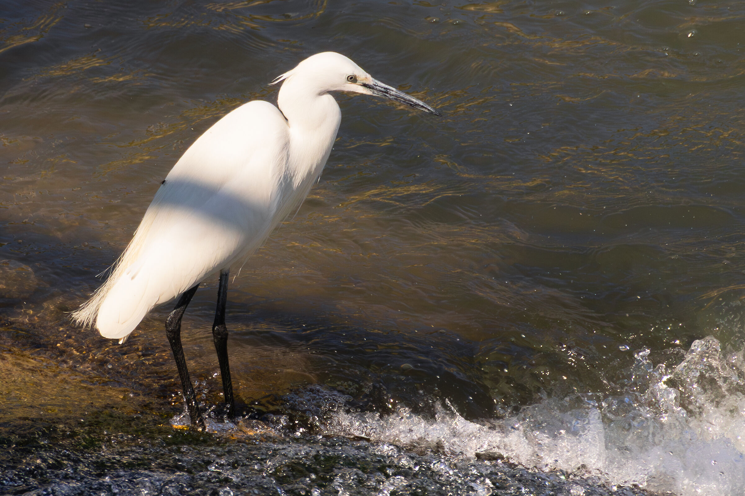 Egret with fly