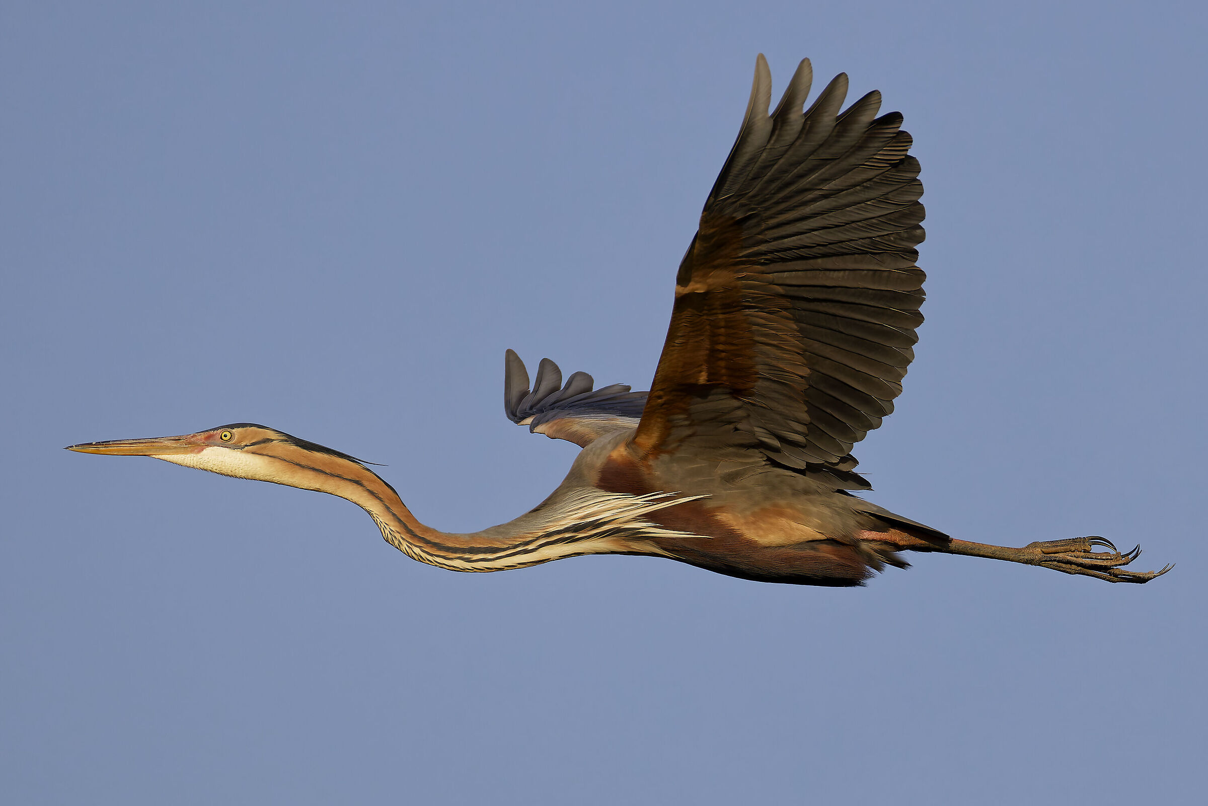 Purple Heron