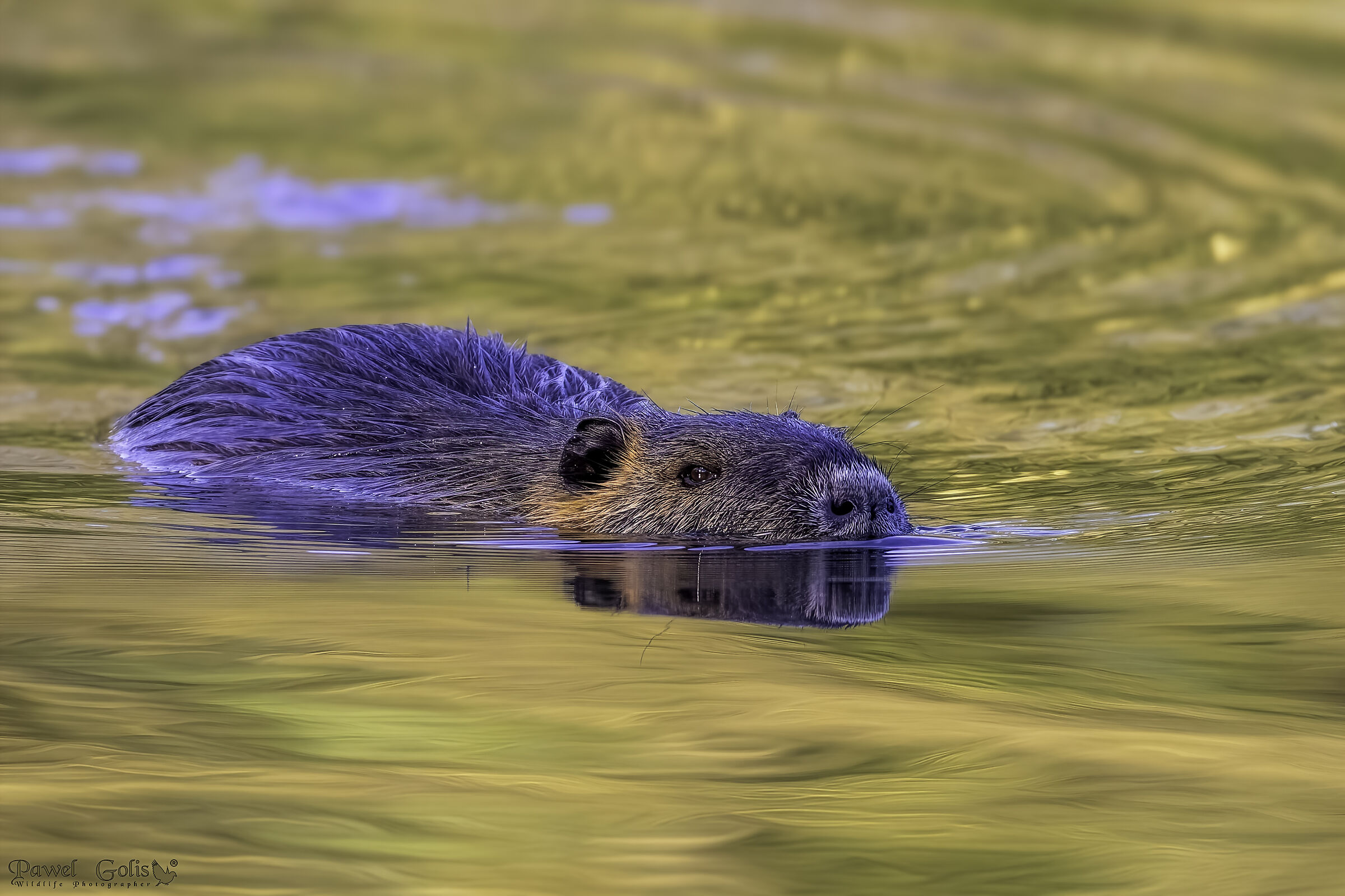 Nutria (Myocastor coypus)