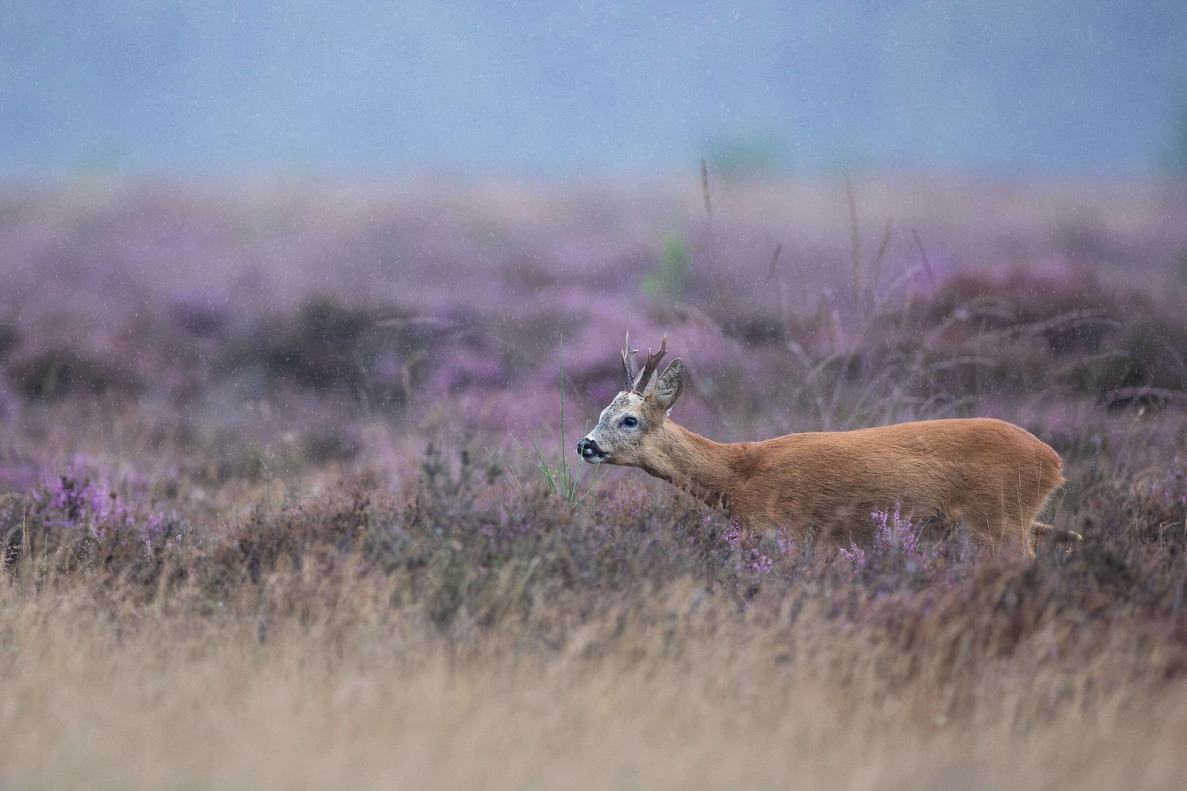 Roe buck in the purple heather
