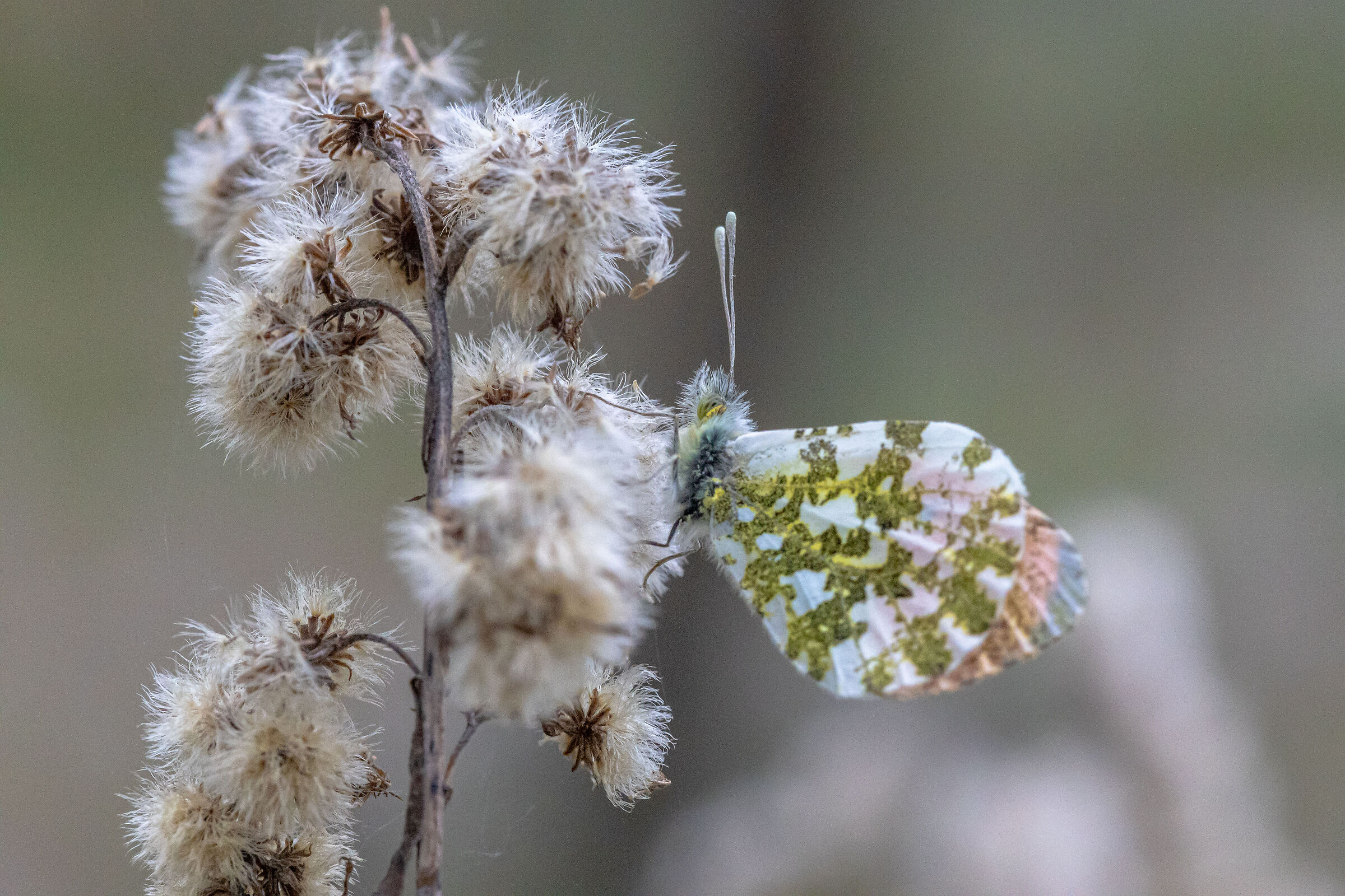 Aurora (Anthocharis cardamines)