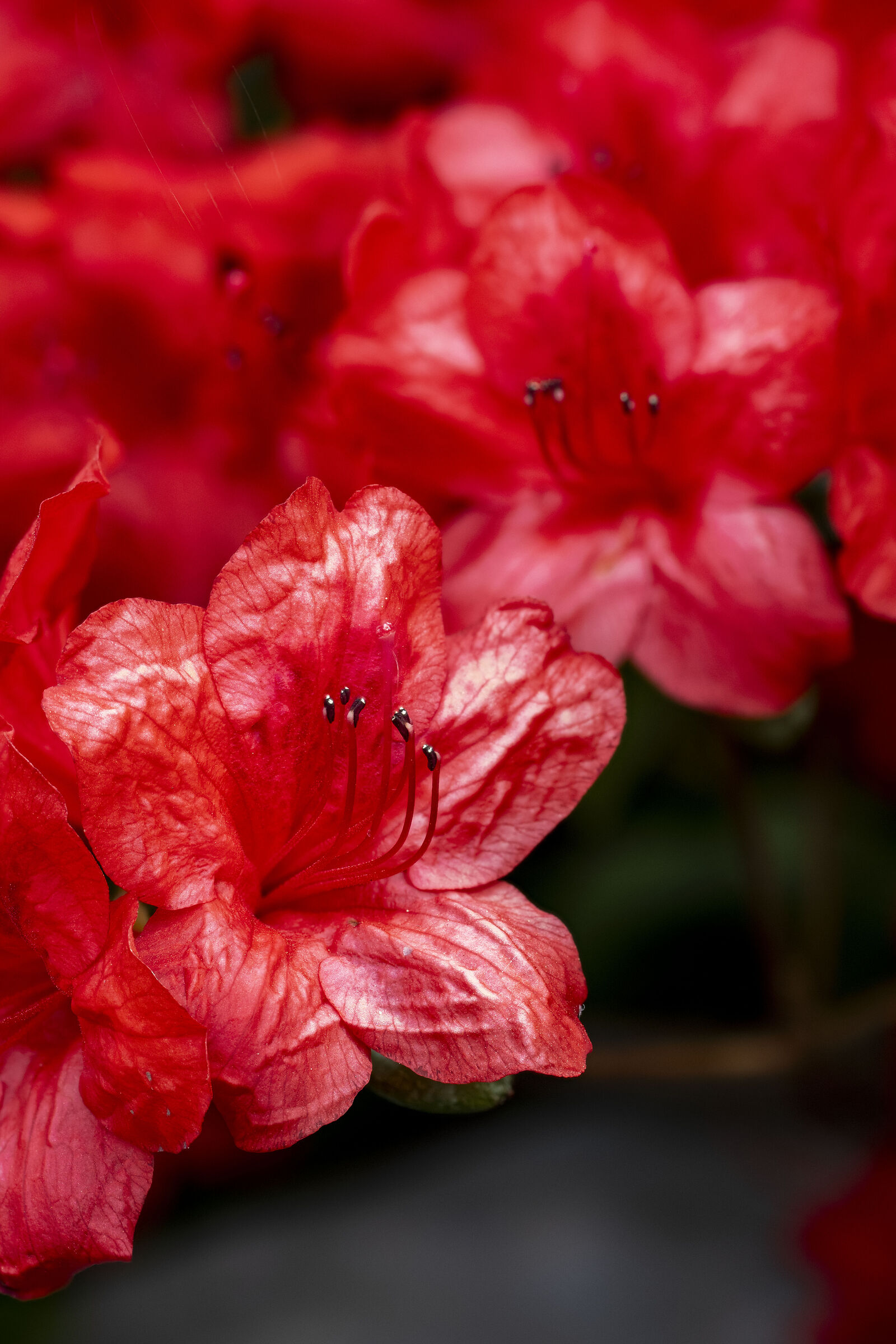 Azalea