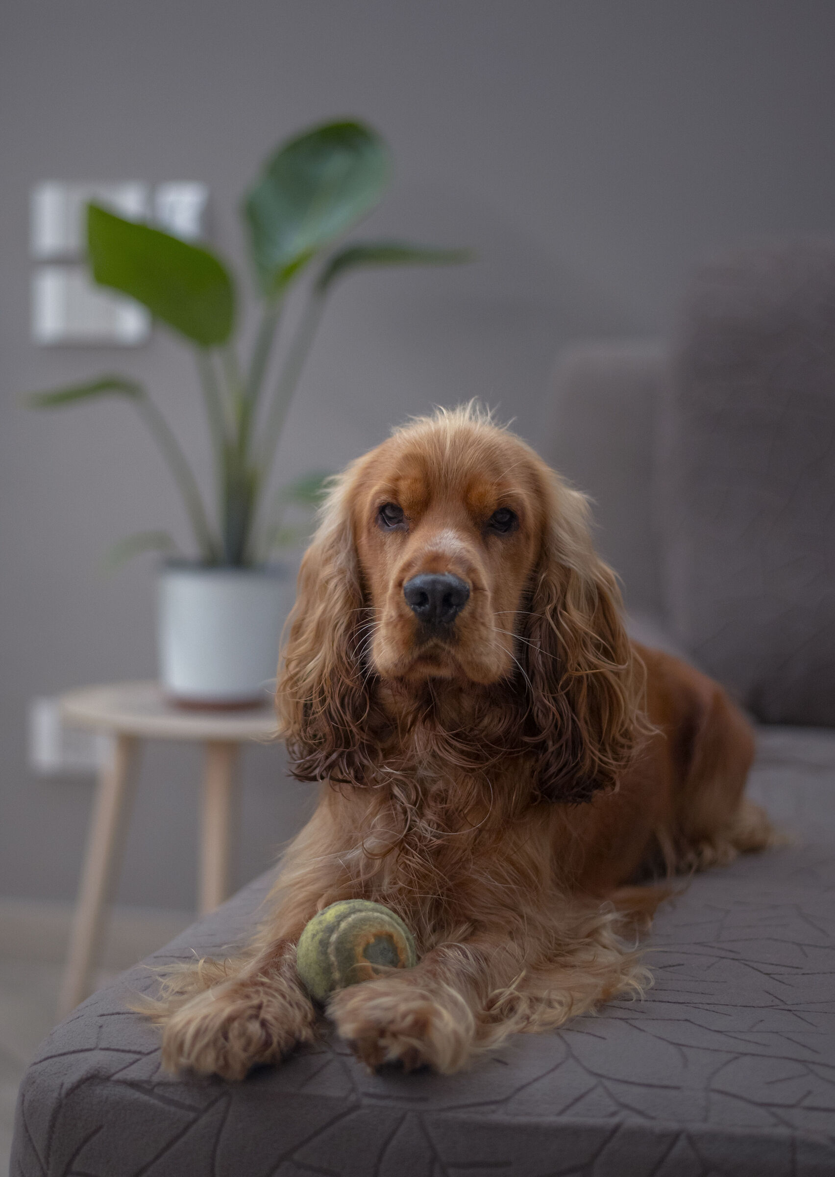 Caesar