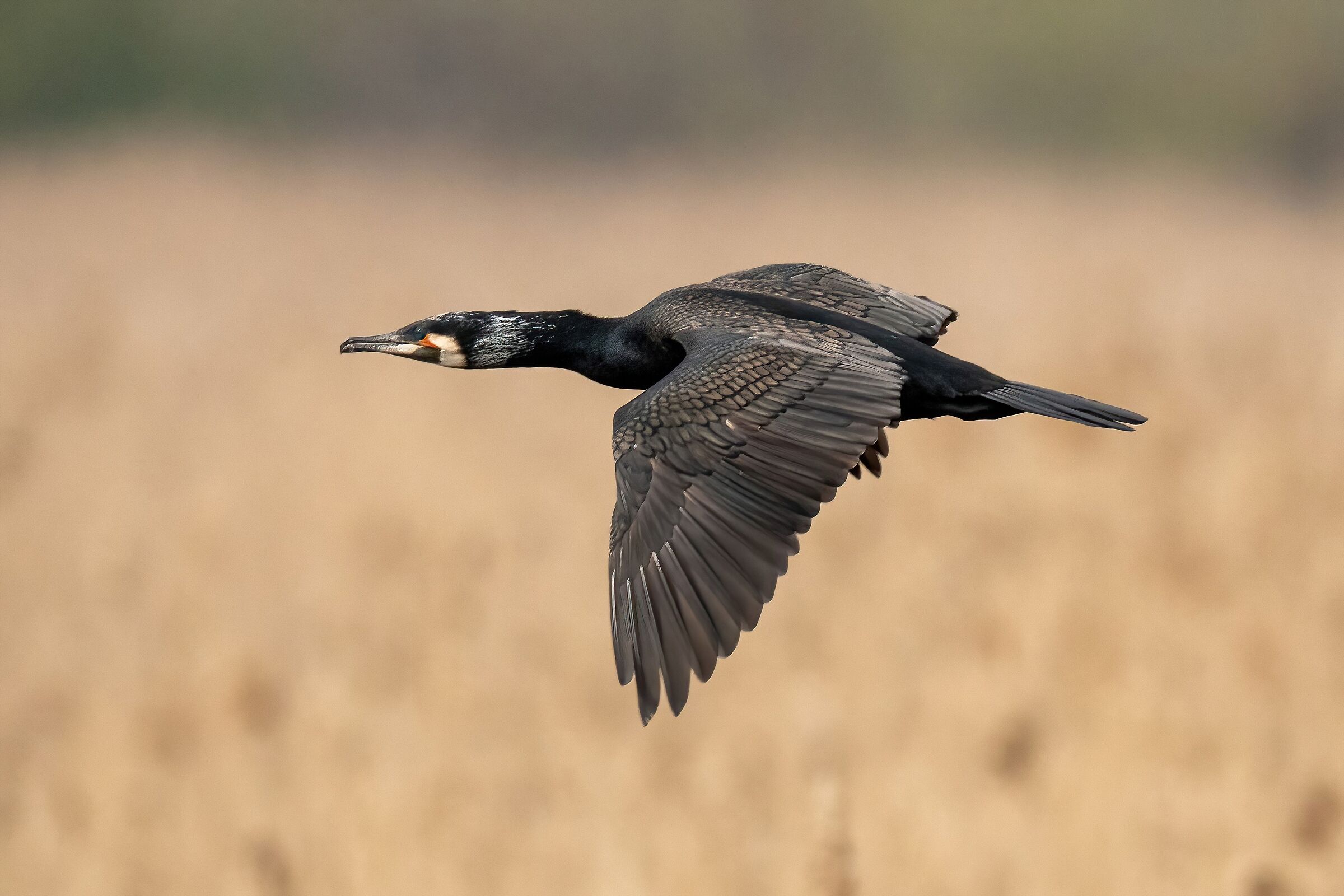 Cormorant (Phalacrocorax carbo)