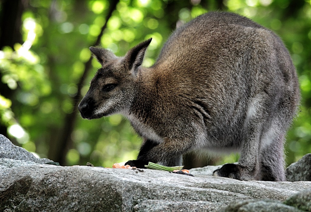 small kangaroo