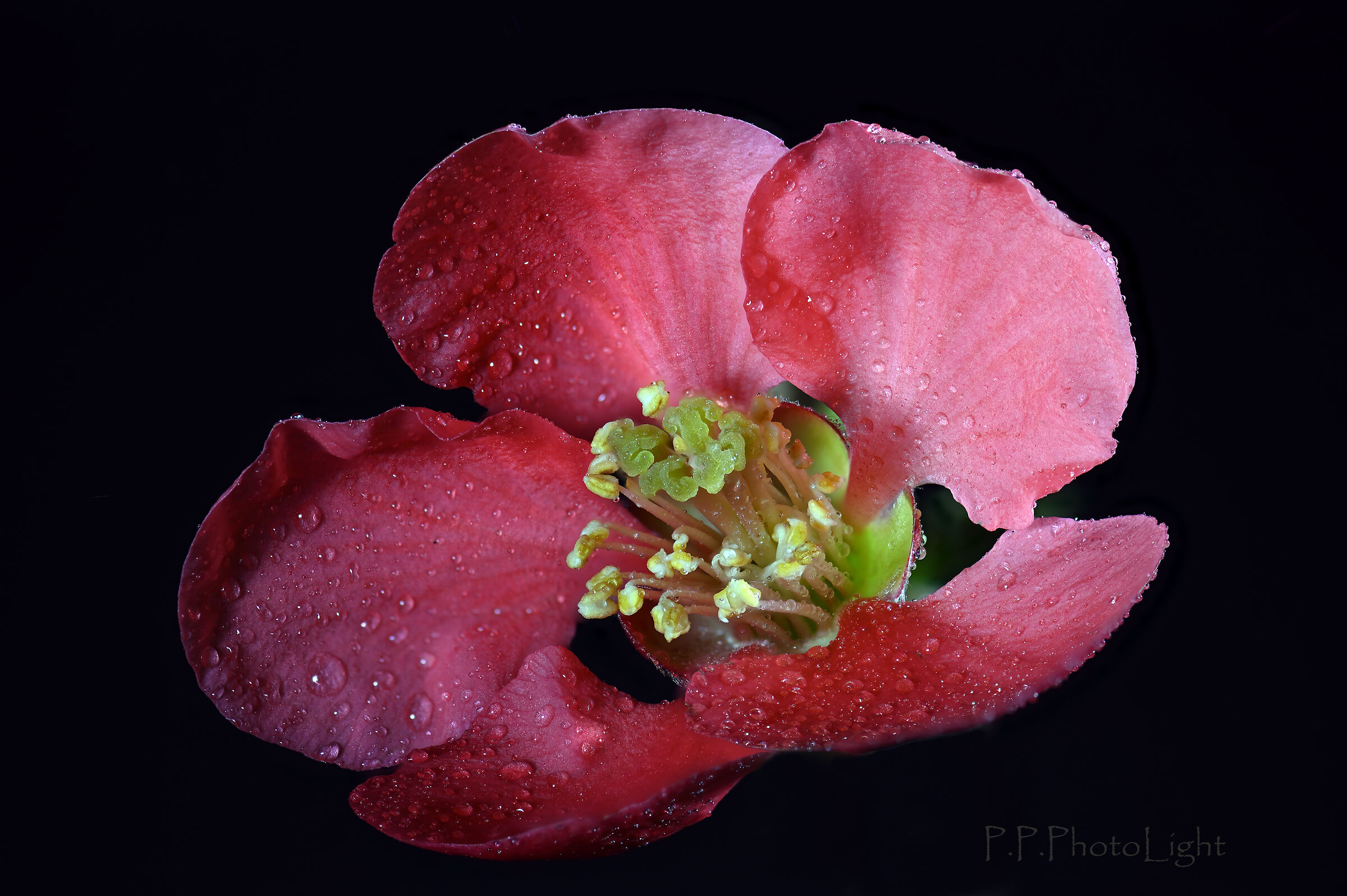 Tears on the quince