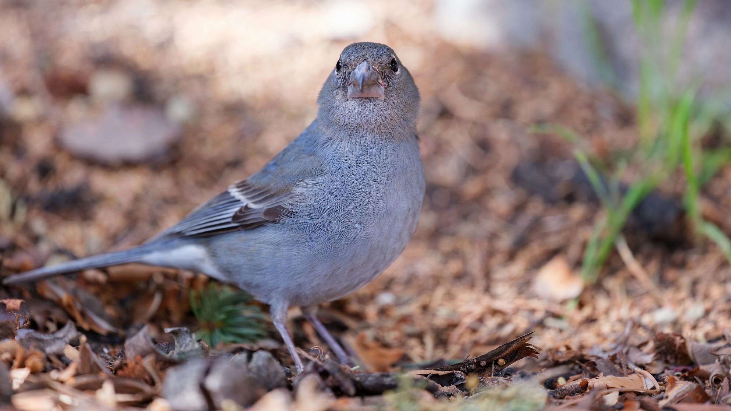 Fringilla teydea