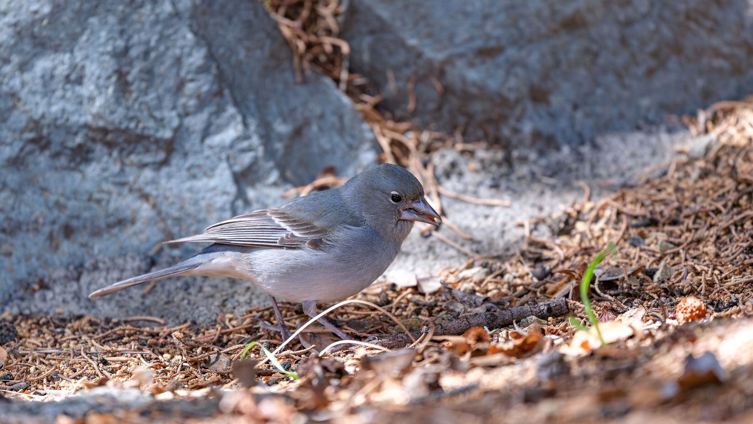 Fringilla teydea