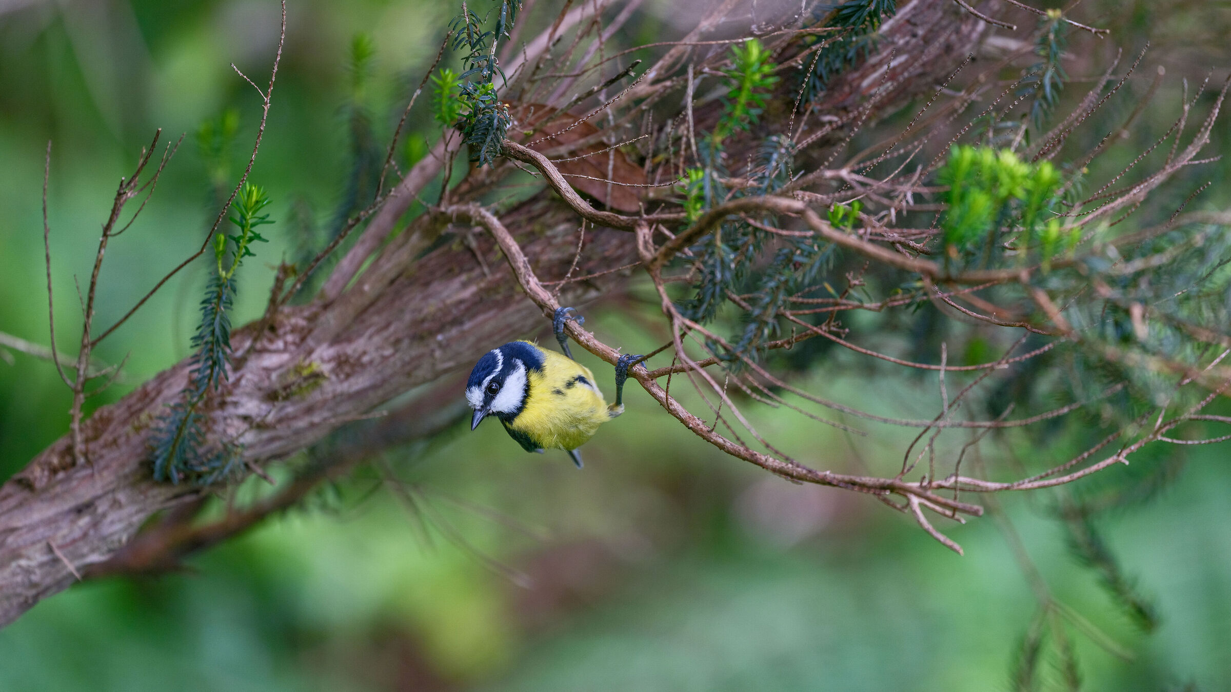 Cyanistes teneriffae