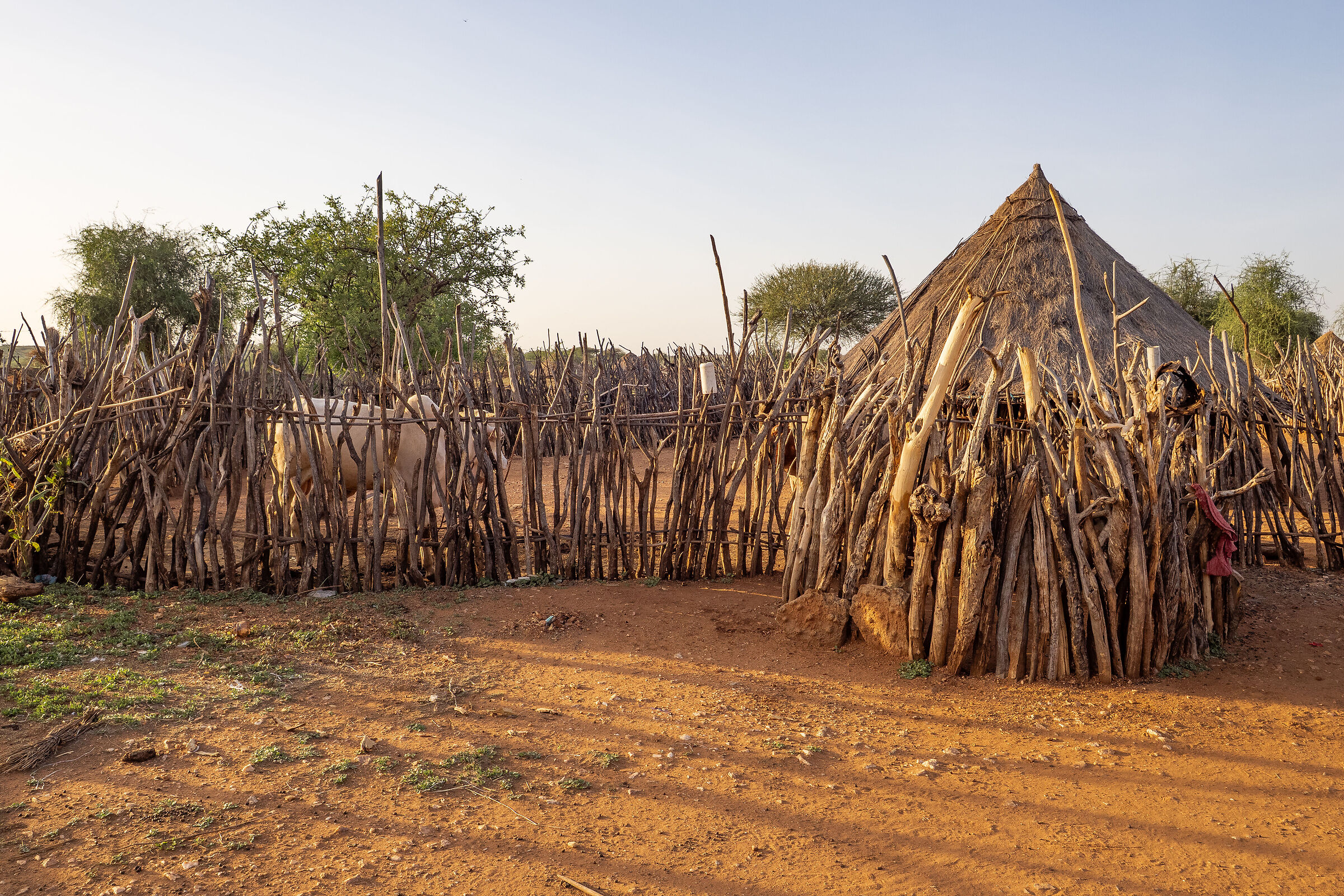The Zebu's House