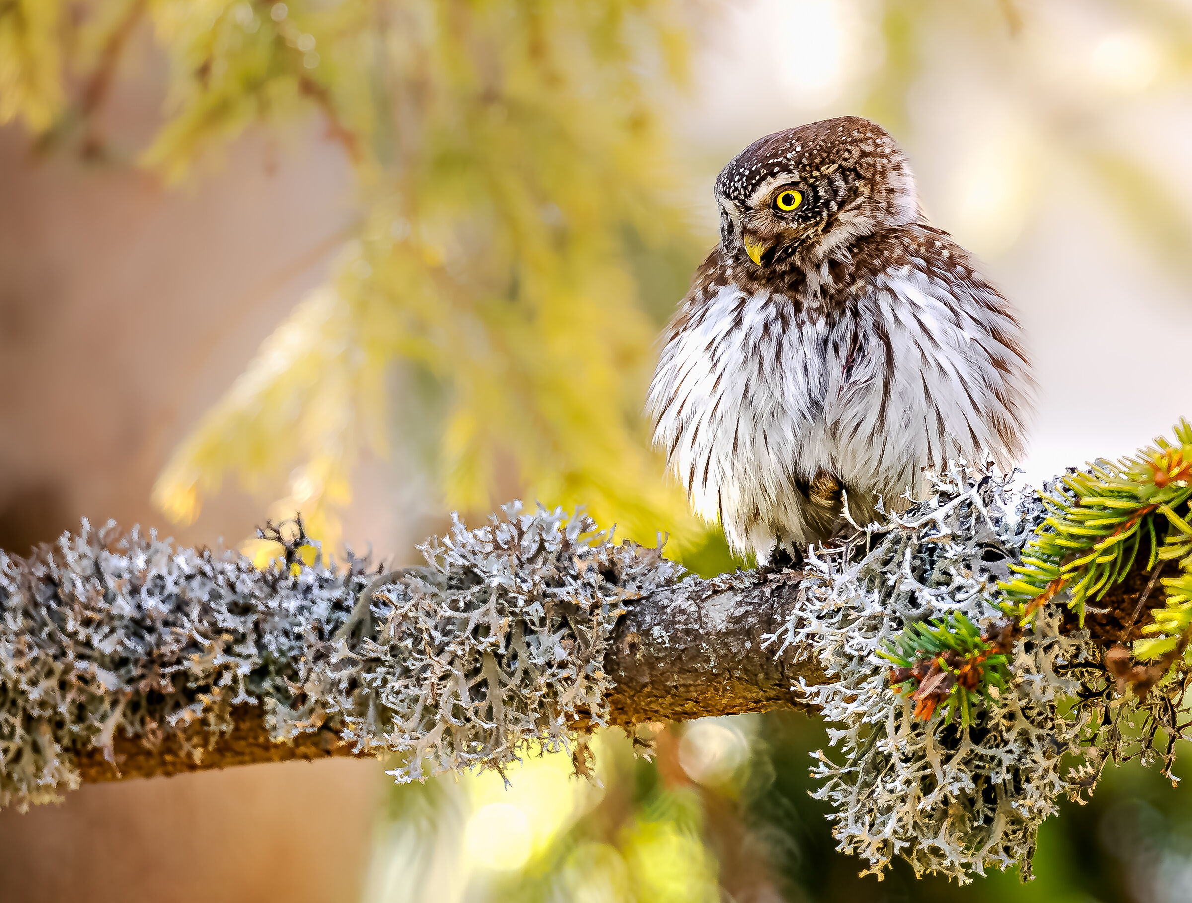 on lichens | on lichens