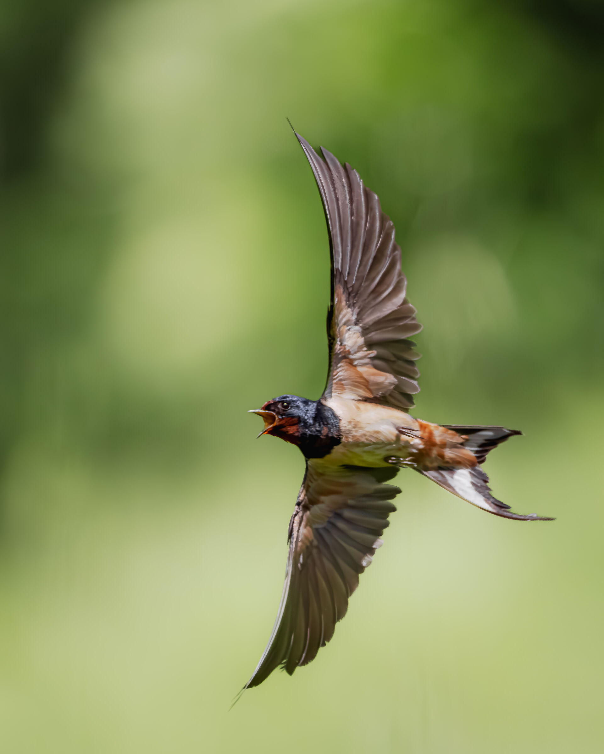 with spread wings | with spread wings