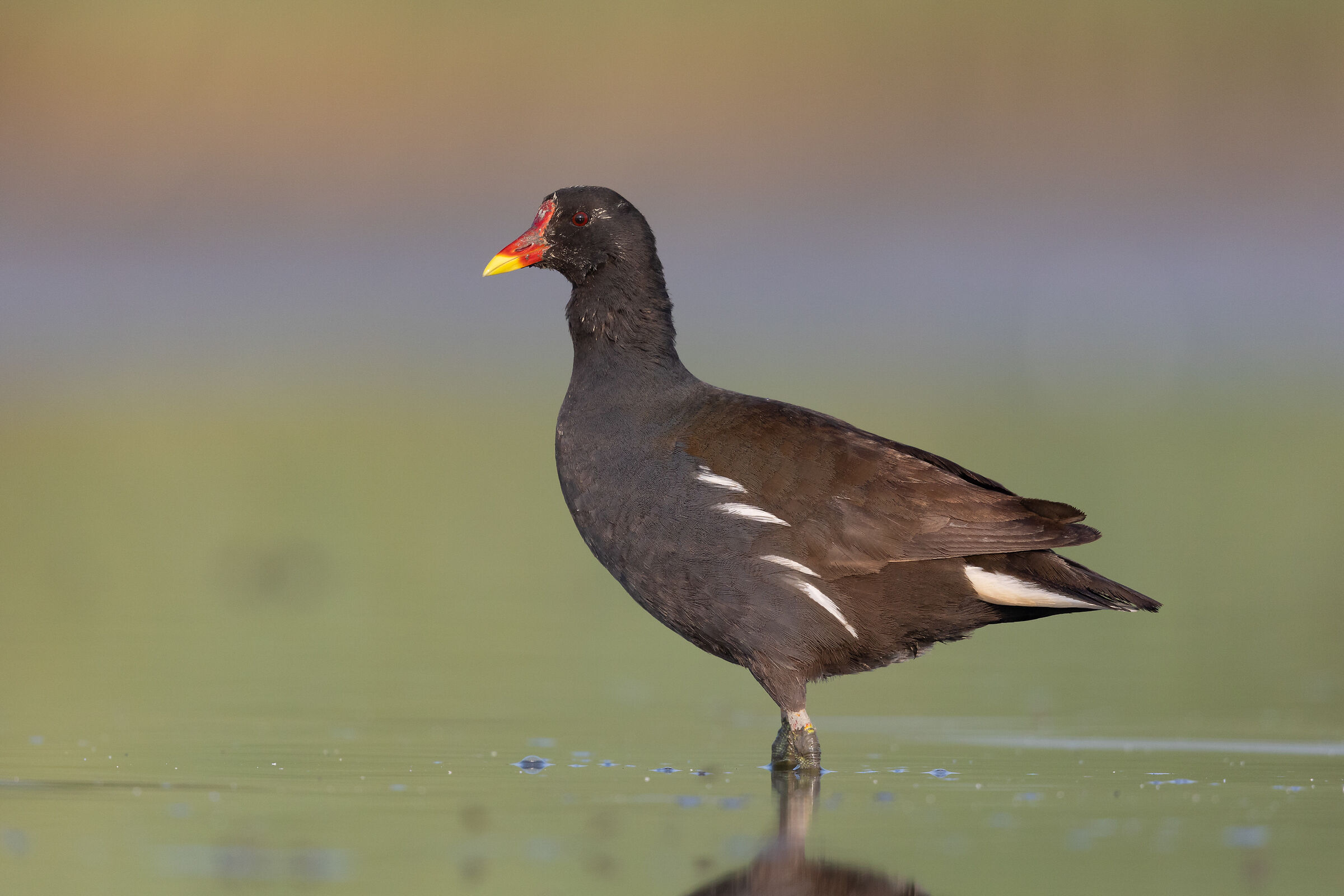 Gallinella d'acqua