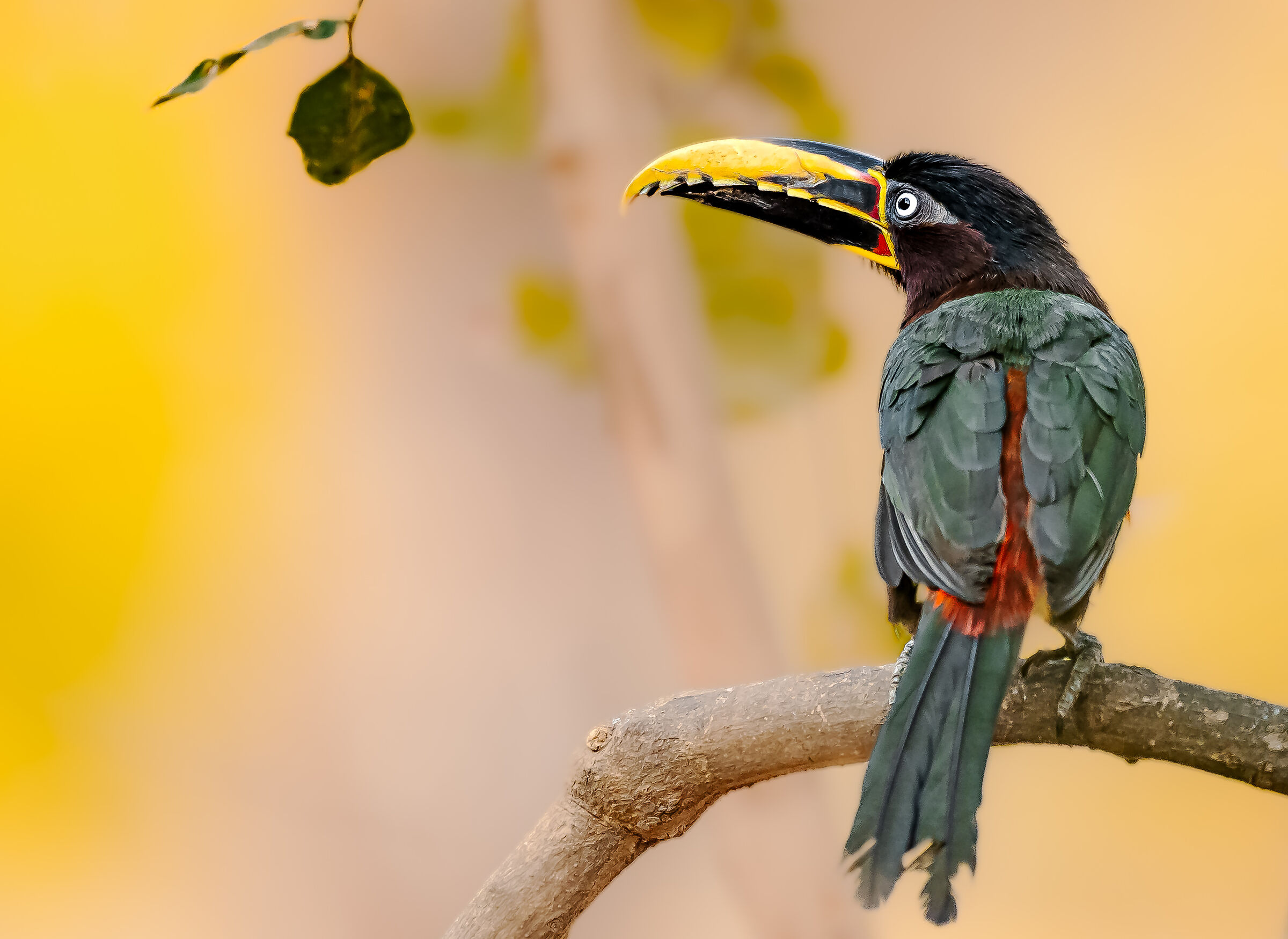 in profile, at dawn