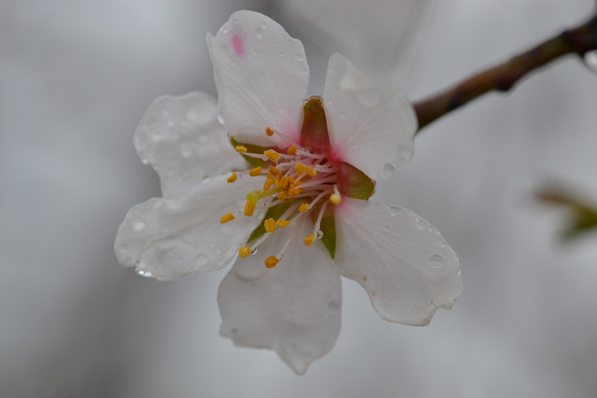 peach blossom