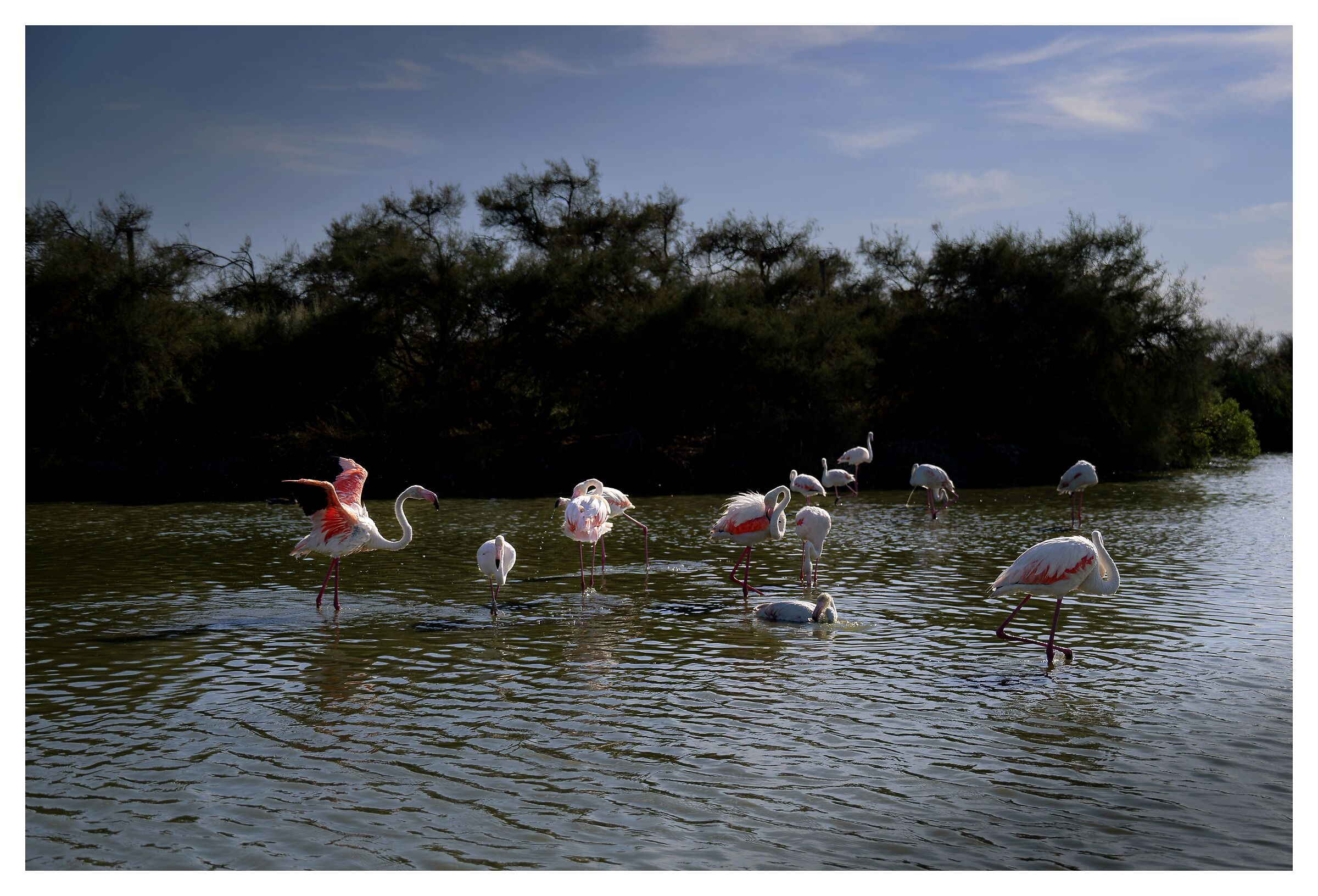 Flamingos