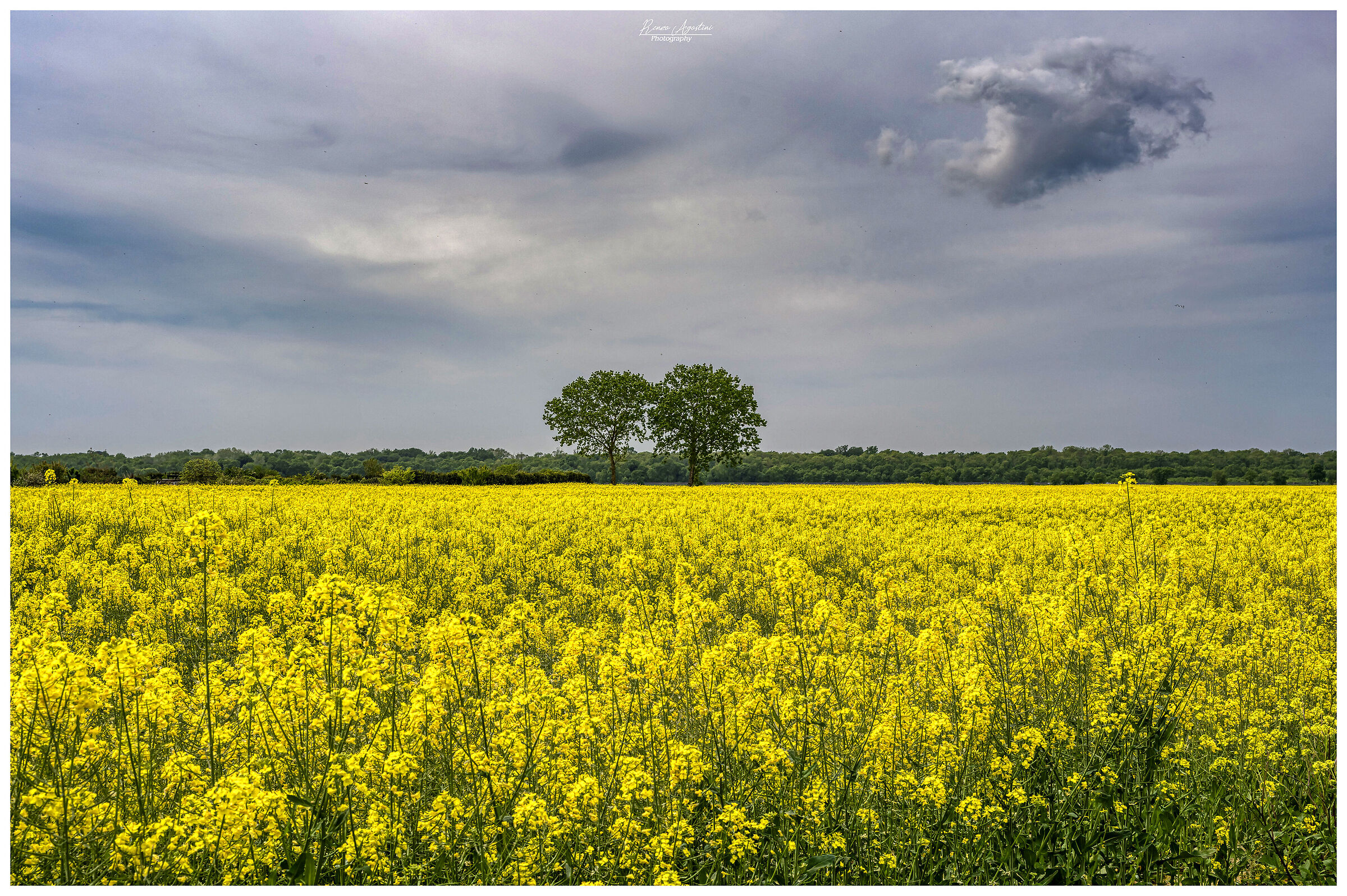 Rapeseed