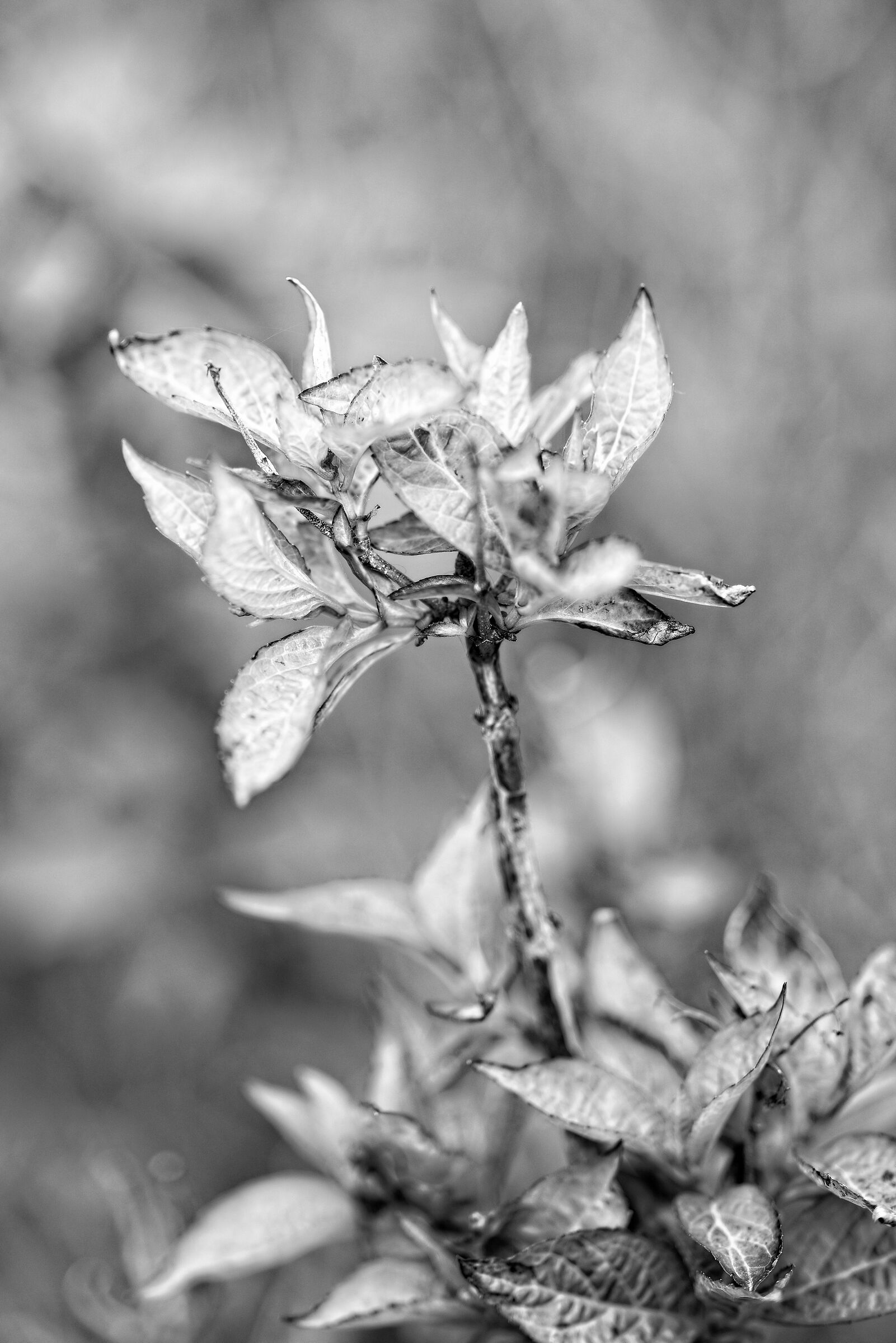 plant in spring