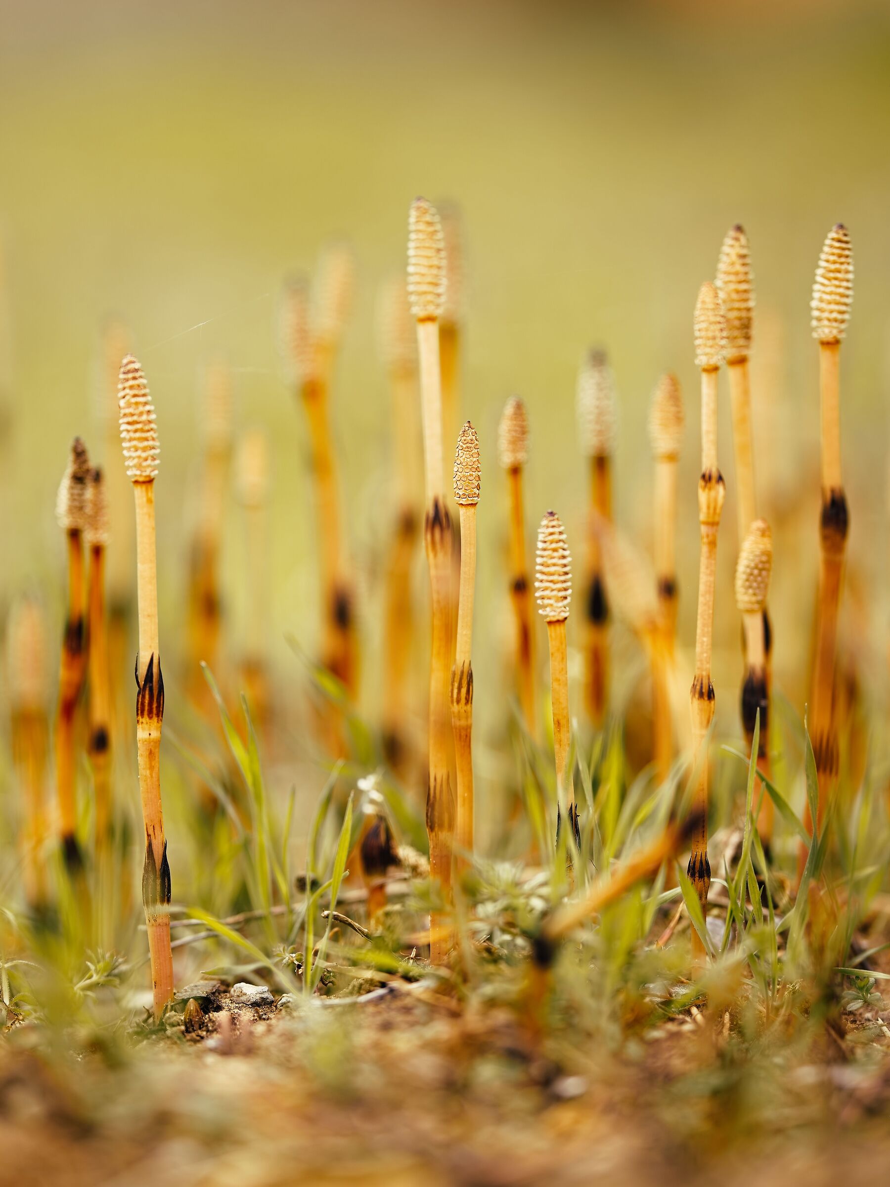 Equisetum