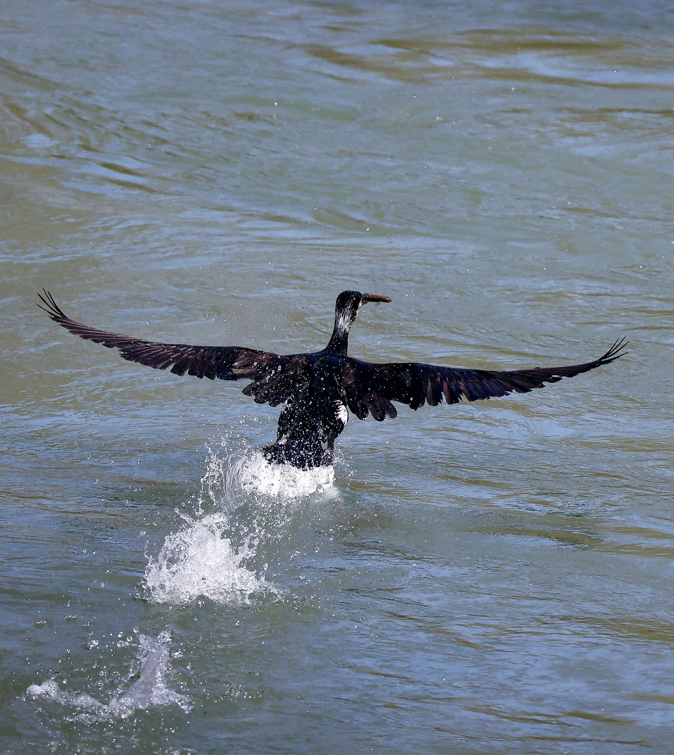 Cormorant