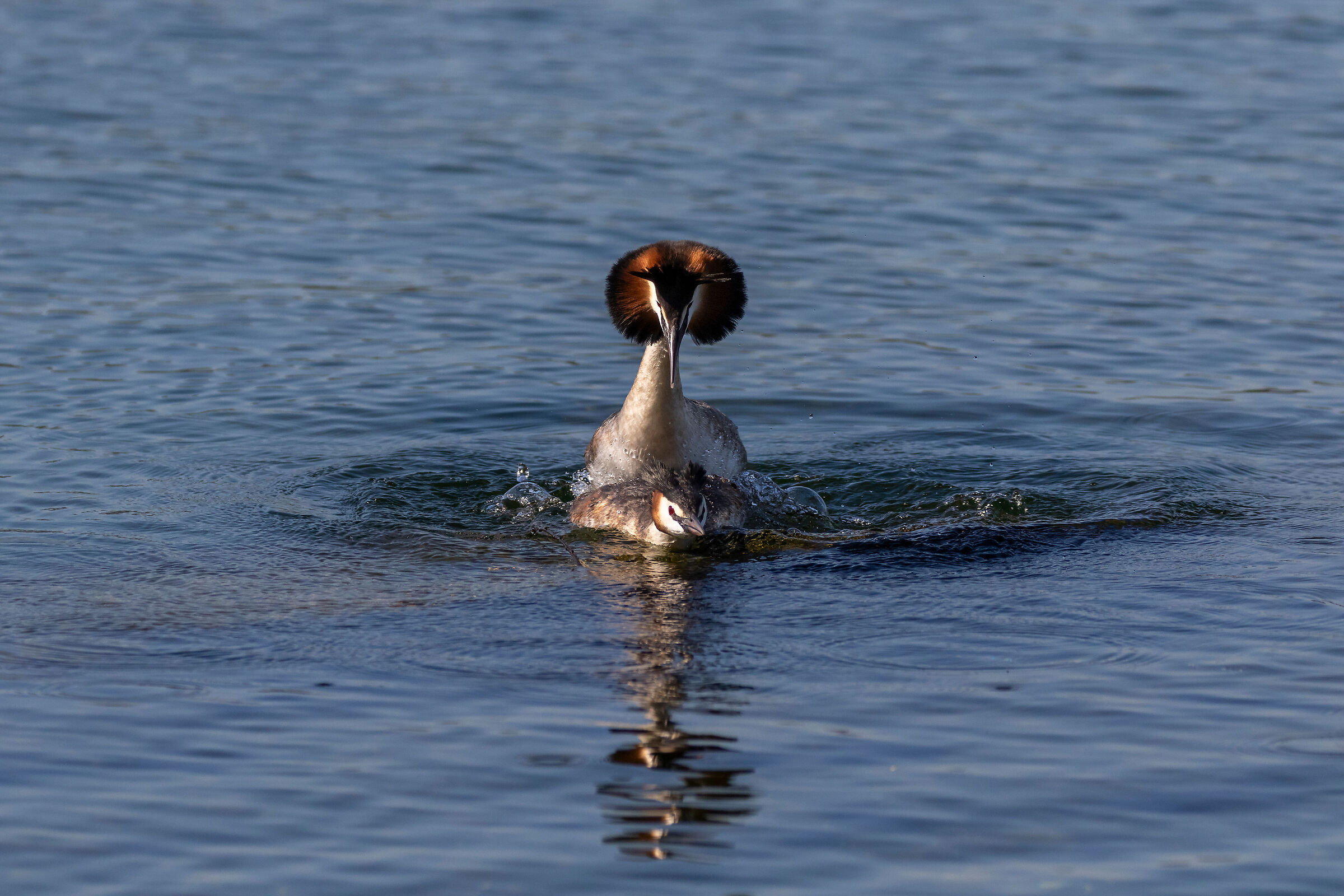 Great crested grebe